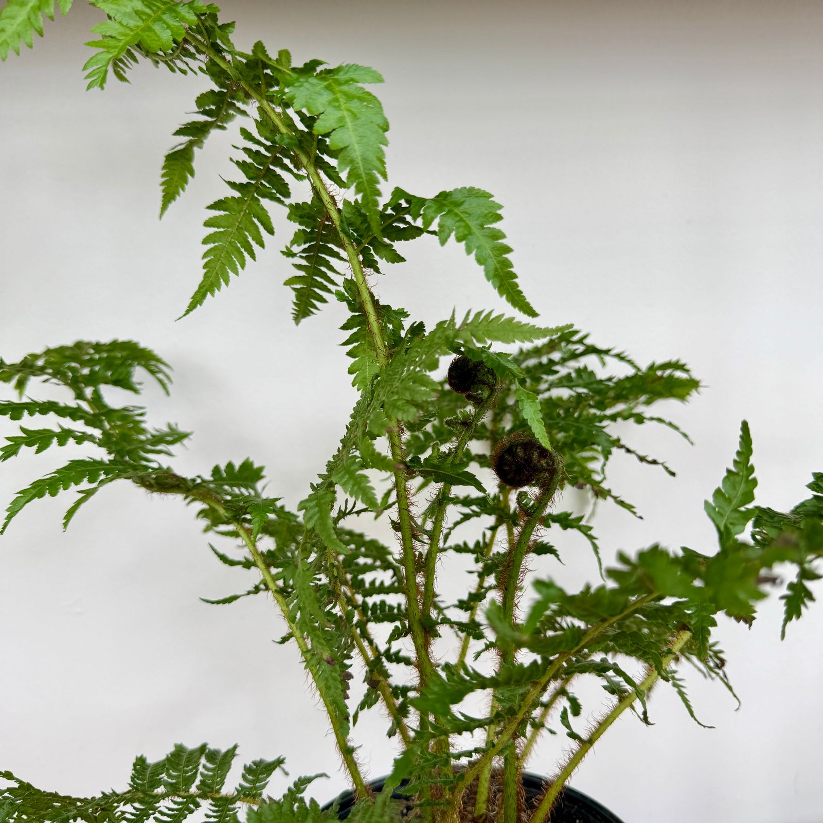 Australian Tree Fern (Cyathea cooperi) - 6" Pot