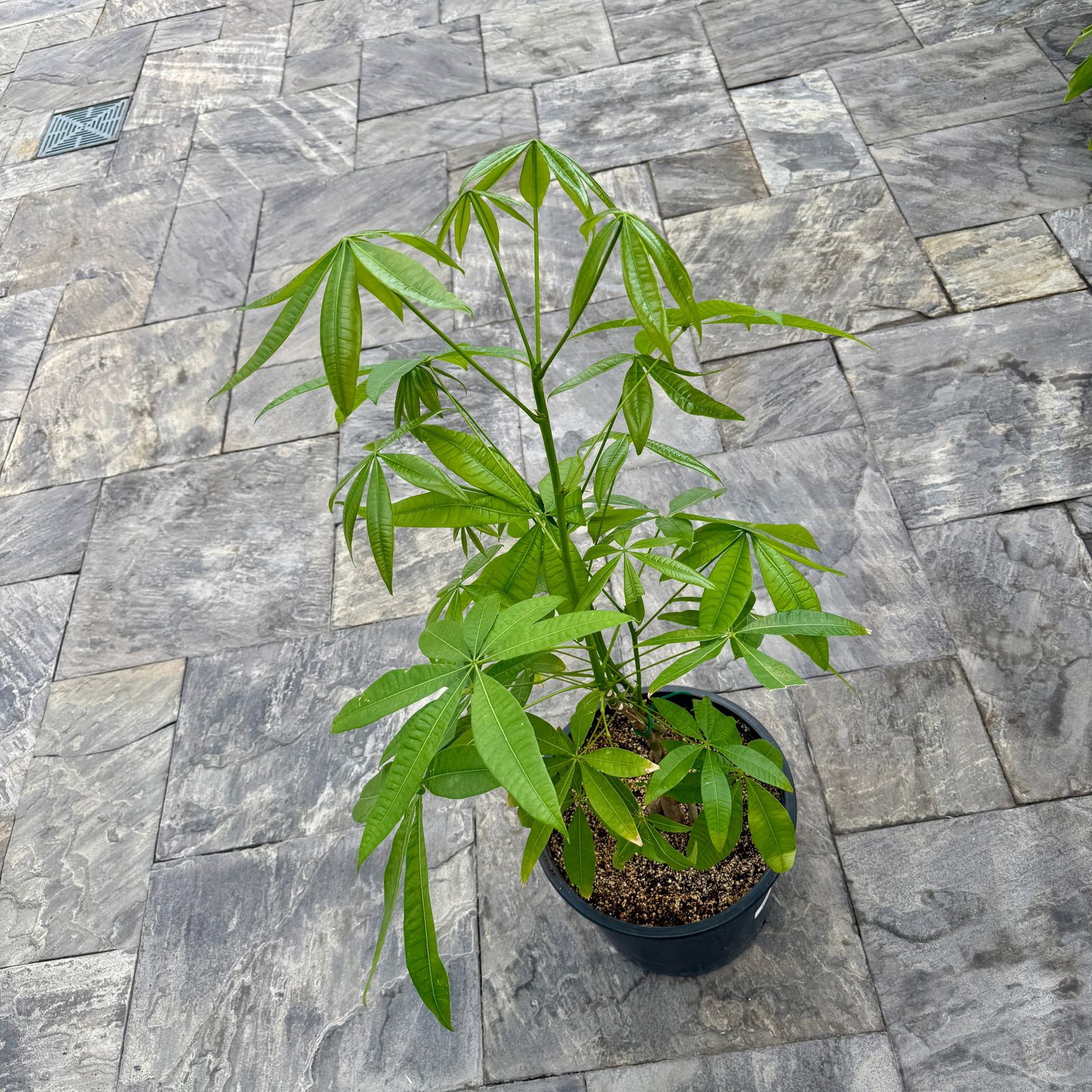Braided Money Tree (Pachira aquatica) - 14" Pot