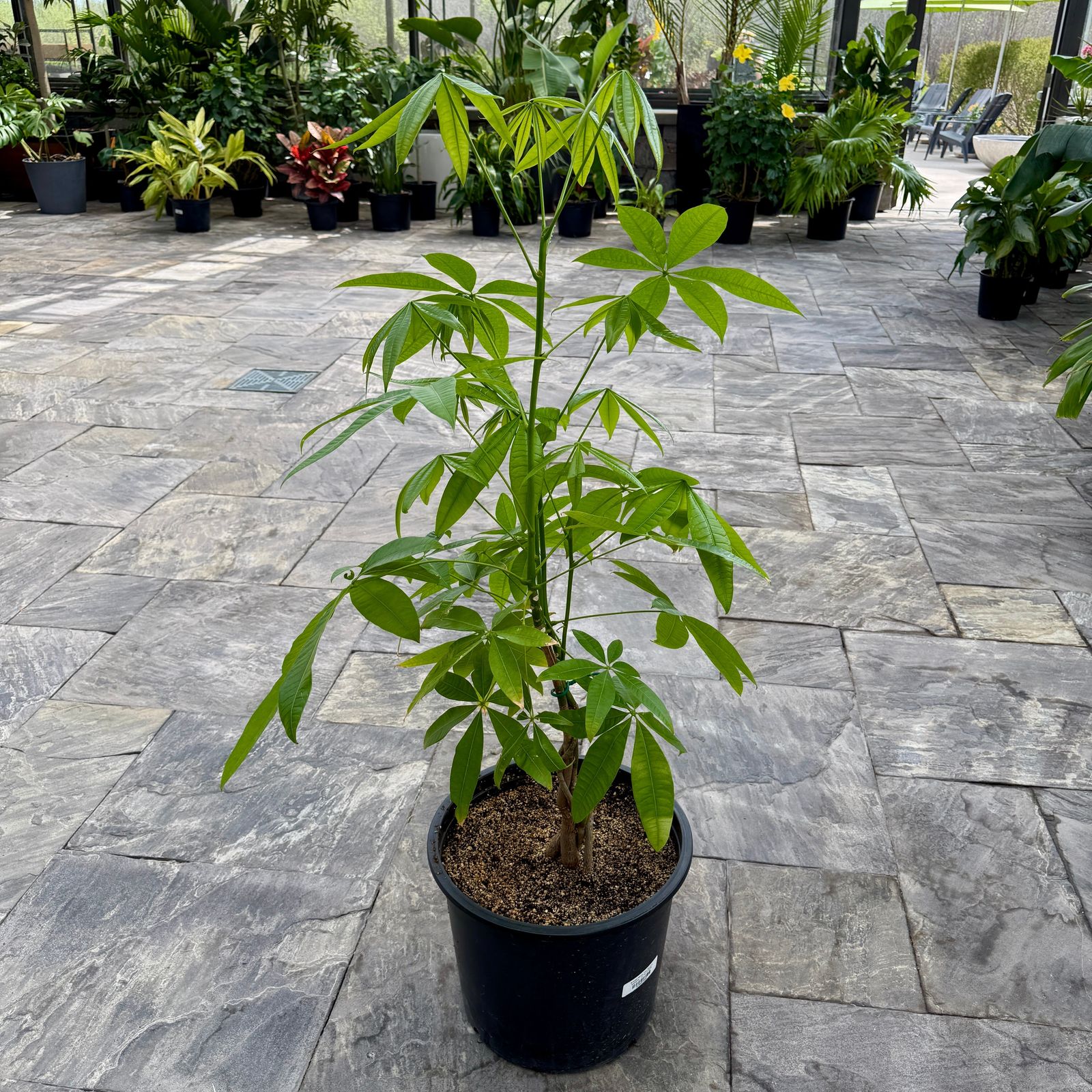 Braided Money Tree (Pachira aquatica) - 14" Pot