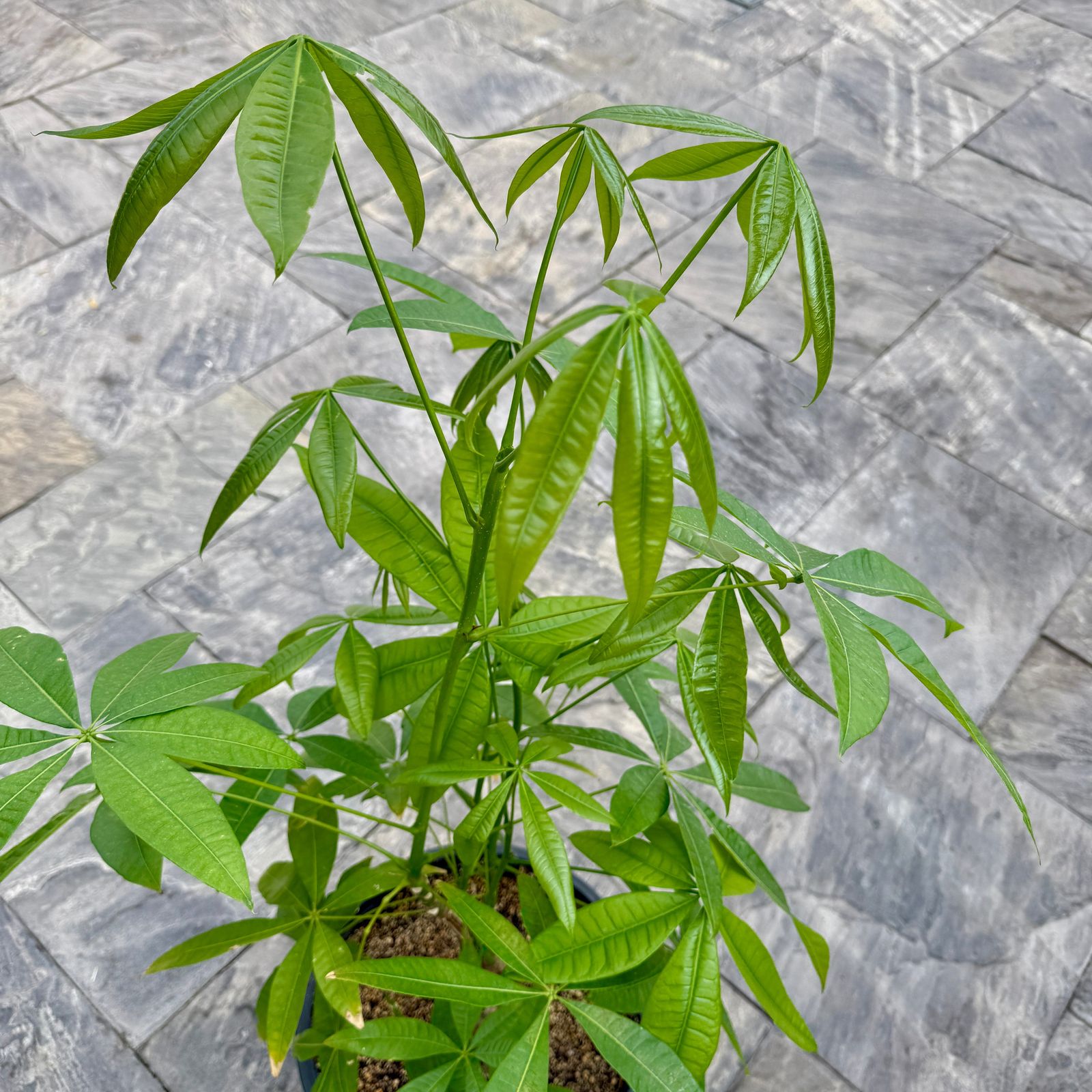 Braided Money Tree (Pachira aquatica) - 14" Pot