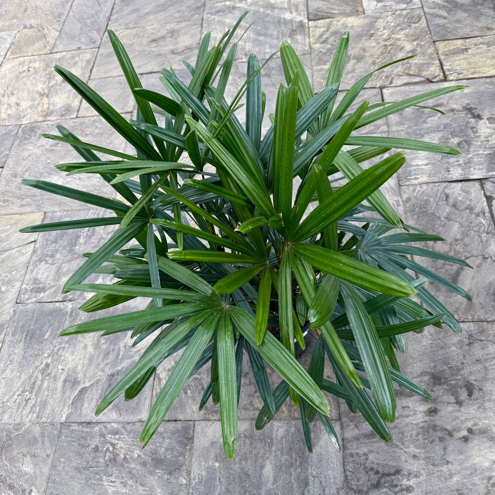 Lady Palm (Rhapsis excelsa) - 10" Pot