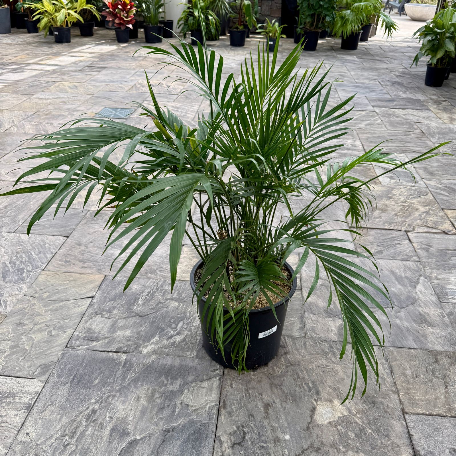 Cat Palm (Chamaedorea cataractarum) - 14" Pot