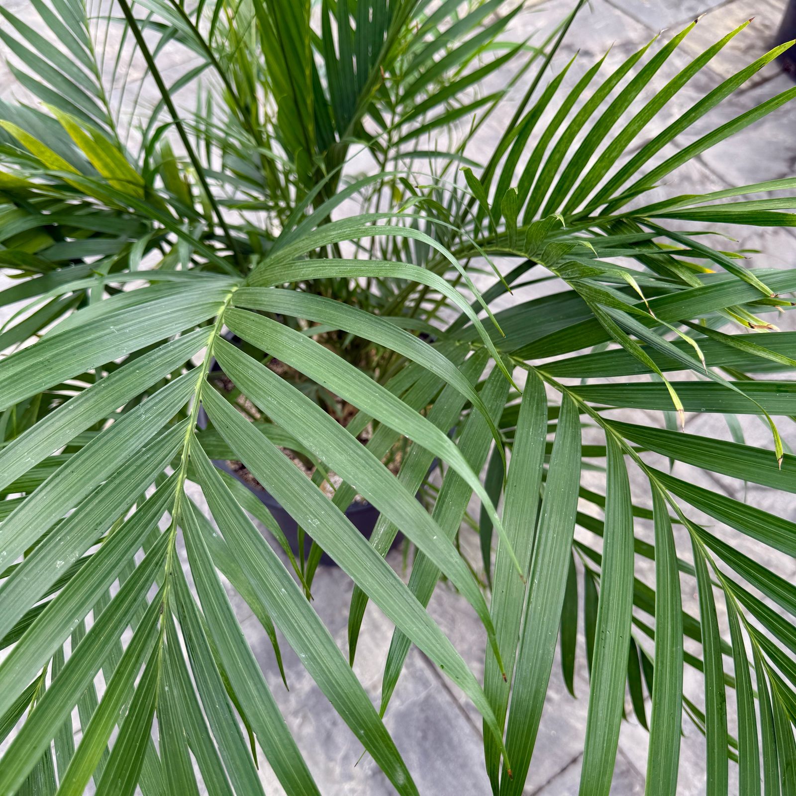 Cat Palm (Chamaedorea cataractarum) - 14" Pot
