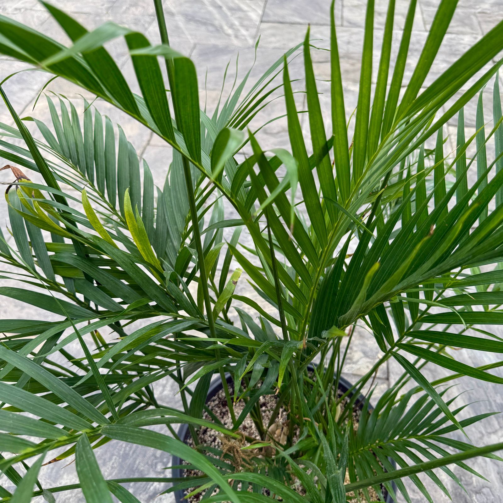 Cat Palm (Chamaedorea cataractarum) - 14" Pot
