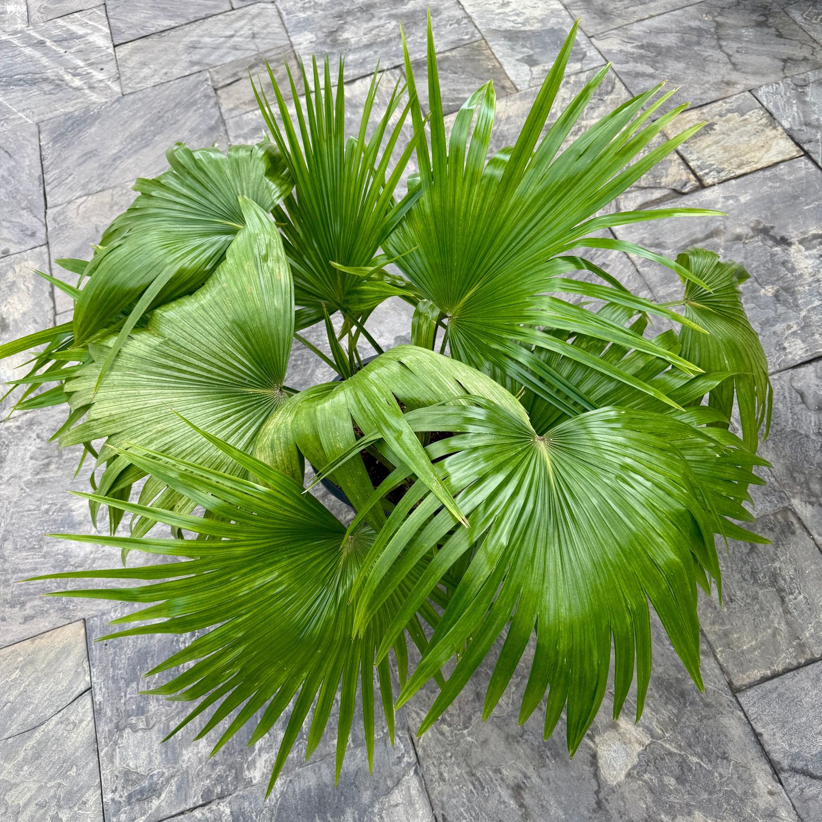 Chinese Fan Palm (Livistona chinensis) - 12" Pot