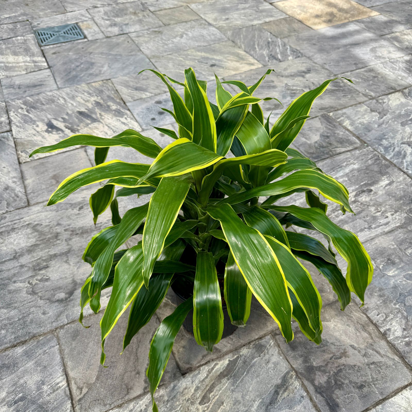 Corn Plant 'JC Carmen' (Dracaena 'JC Carmen') - 14" Pot (3 PPP Bush)