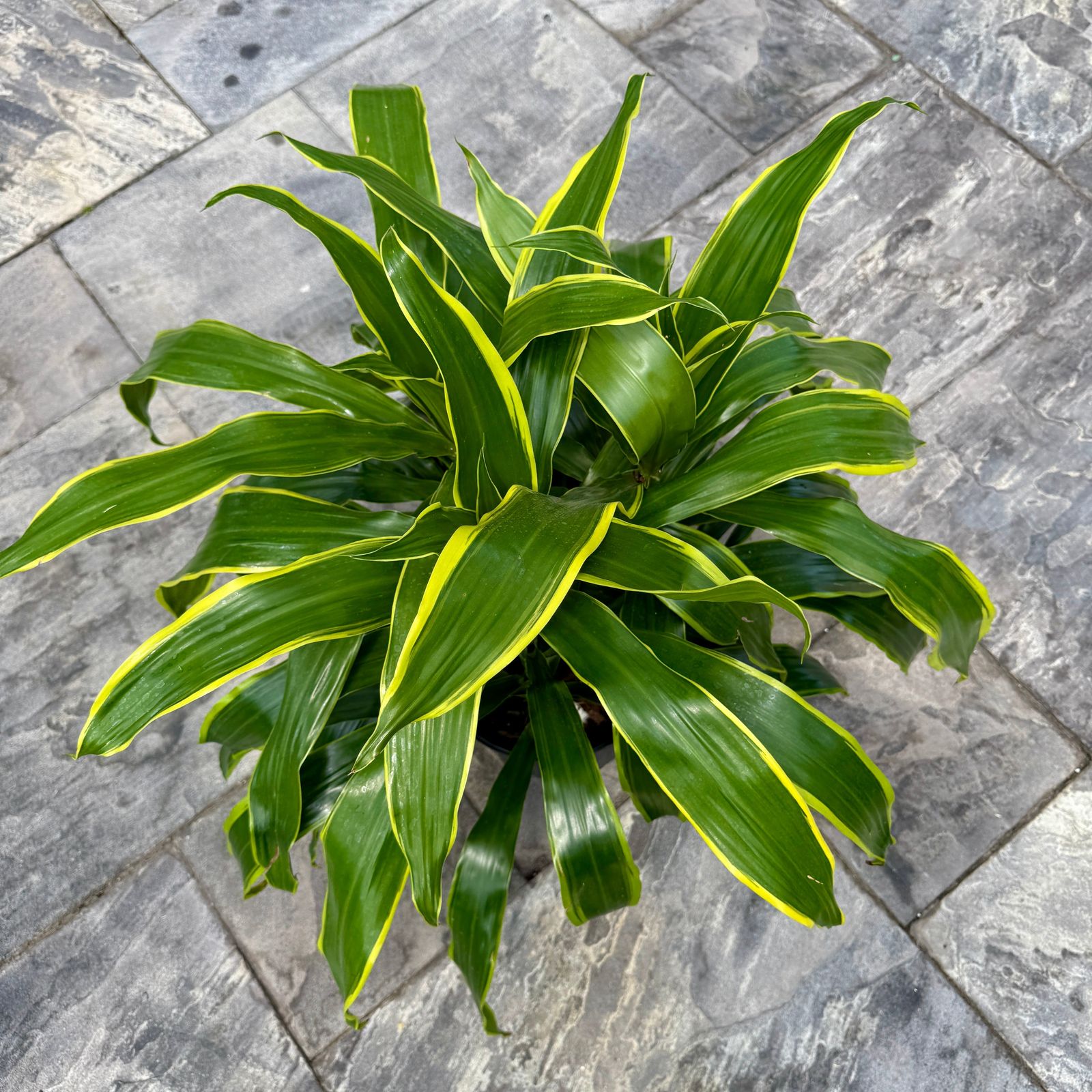 Corn Plant 'JC Carmen' (Dracaena 'JC Carmen') - 14" Pot (3 PPP Bush)