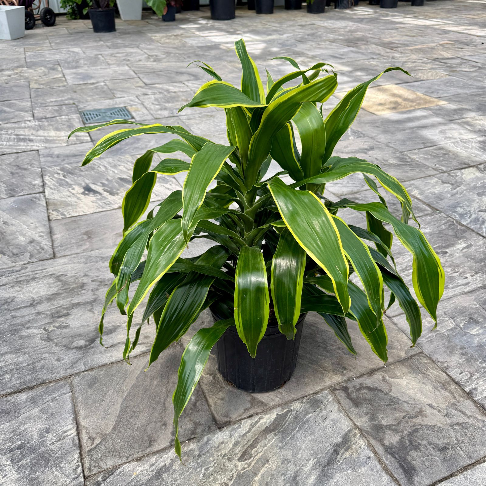 Corn Plant 'JC Carmen' (Dracaena 'JC Carmen') - 14" Pot (3 PPP Bush)