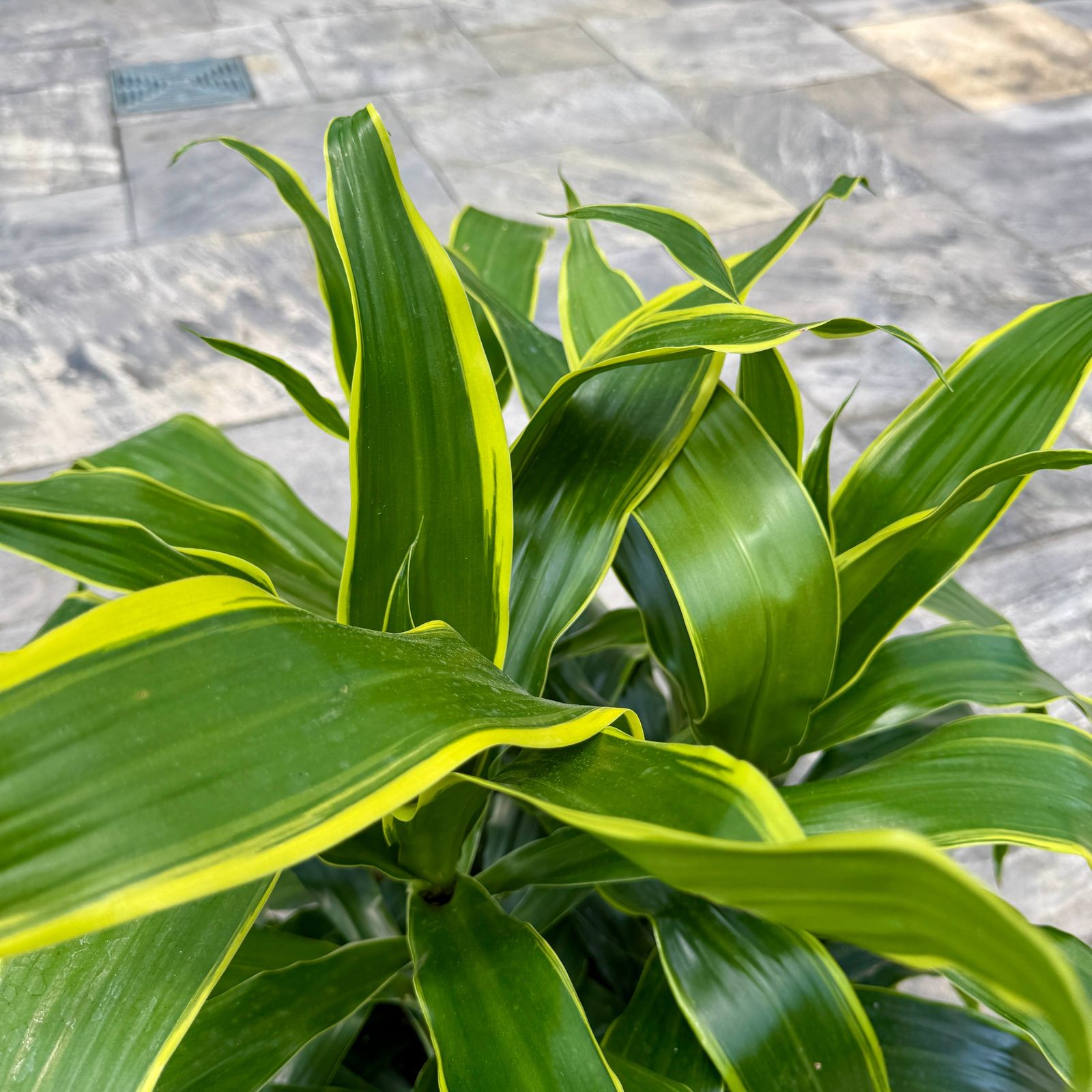 Corn Plant 'JC Carmen' (Dracaena 'JC Carmen') - 14" Pot (3 PPP Bush)