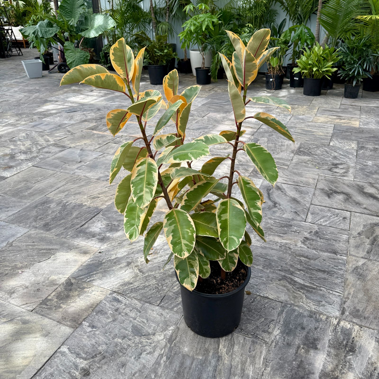 Variegated Rubber Plant 'Ruby' (Ficus elastica 'Ruby') - 14" Pot