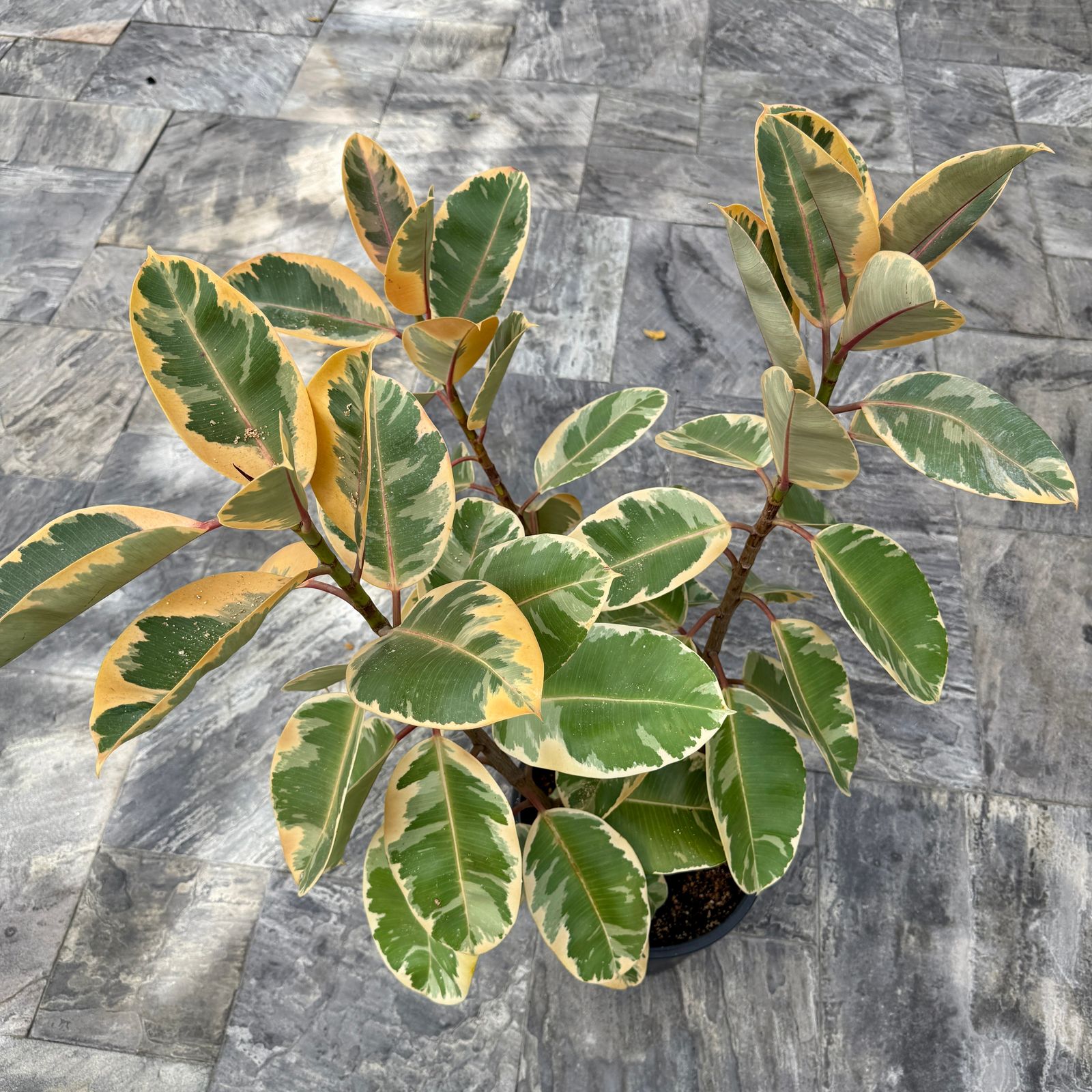 Variegated Rubber Plant 'Ruby' (Ficus elastica 'Ruby') - 14" Pot