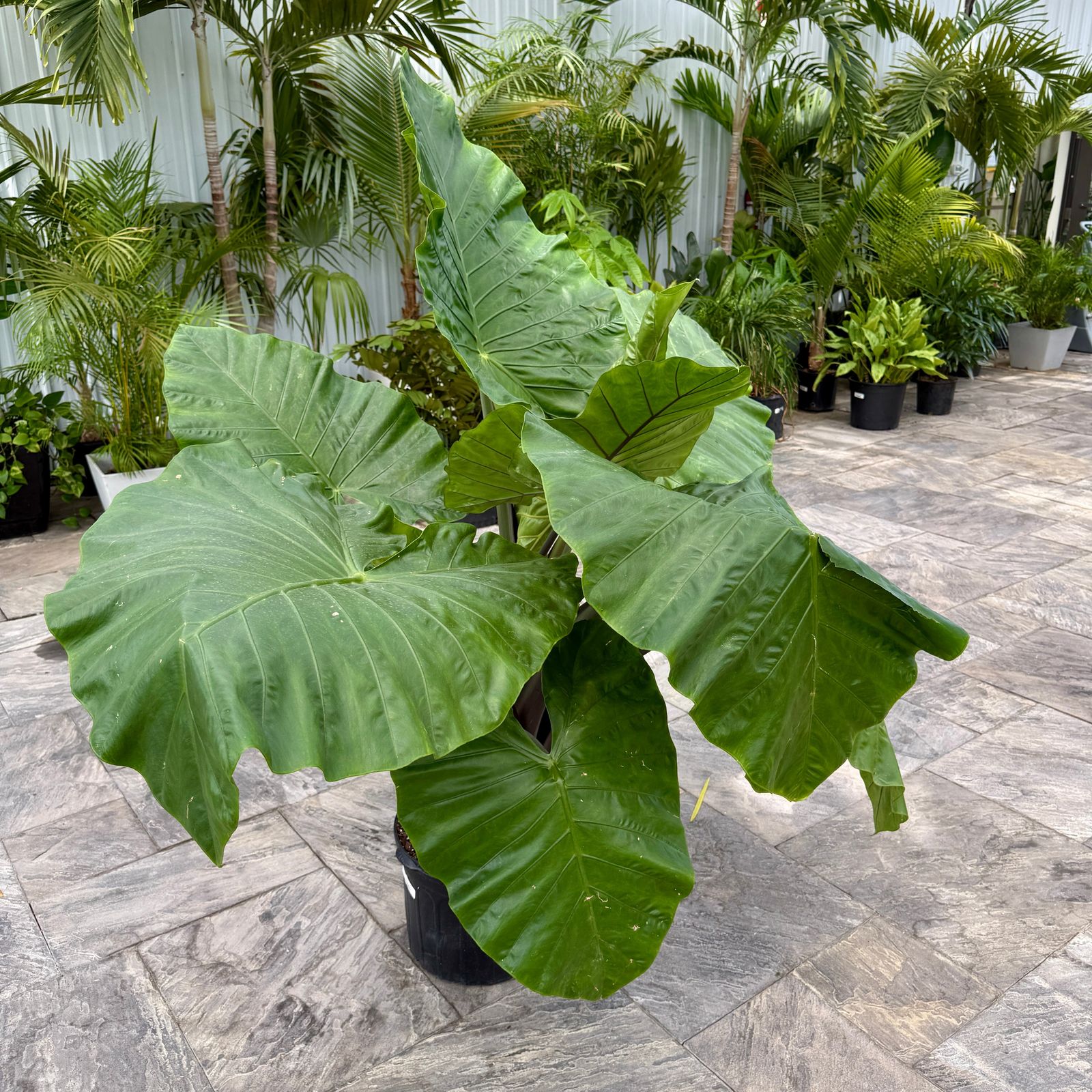 Alocasia 'Dark Star' (Alocasia sp. 'Dark Star') - 14" Pot