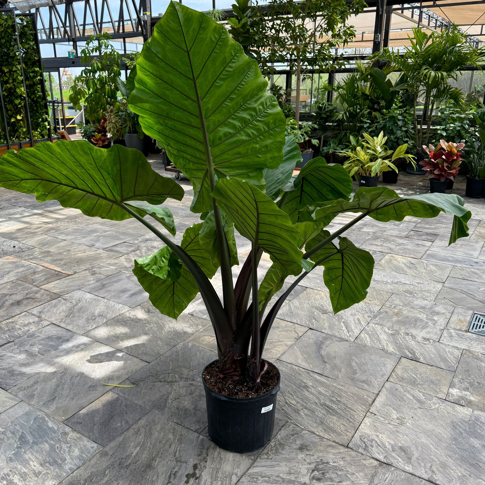 Alocasia 'Dark Star' (Alocasia sp. 'Dark Star') - 14" Pot