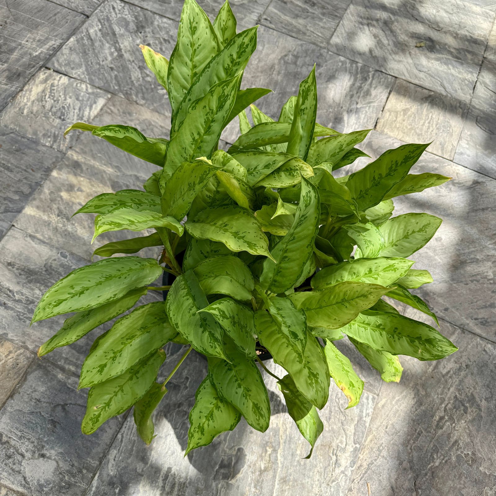 Chinese Evergreen 'Cecilia' (Aglaonema ' Cecilia') - 14" Pot