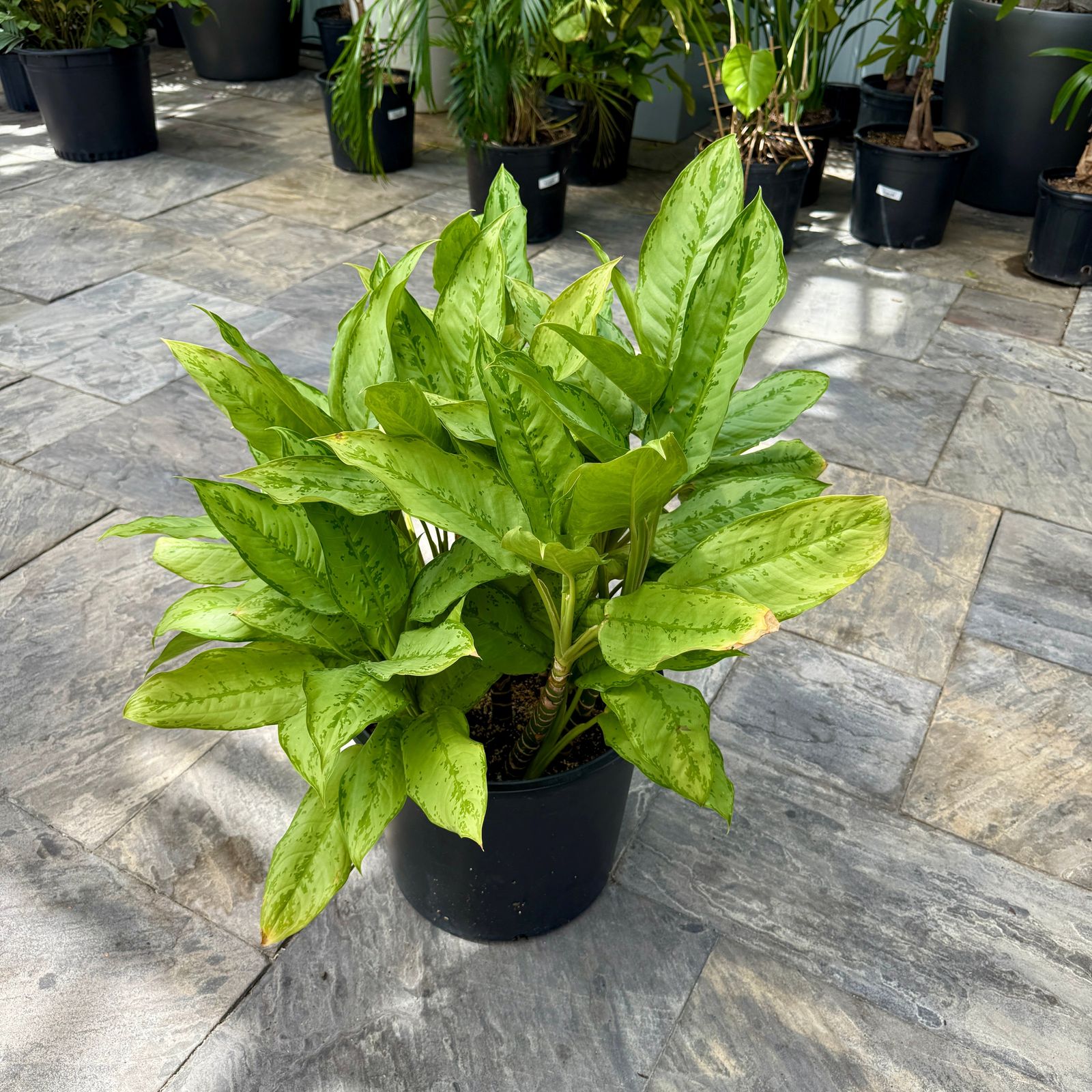Chinese Evergreen 'Cecilia' (Aglaonema ' Cecilia') - 14" Pot