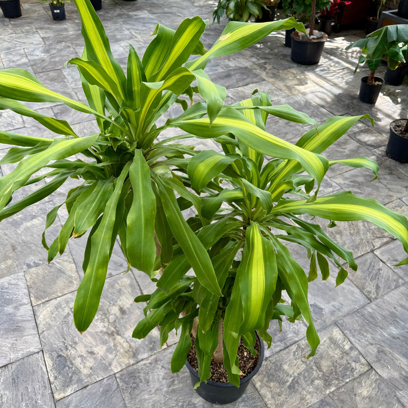 Corn Plant 'Ulysses' (Dracaena fragrans 'Ulysses') - 12" Pot (4'-3'-2' PPP)