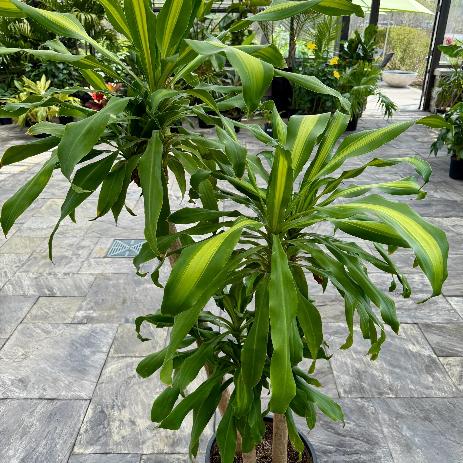 Corn Plant 'Ulysses' (Dracaena fragrans 'Ulysses') - 12" Pot (4'-3'-2' PPP)