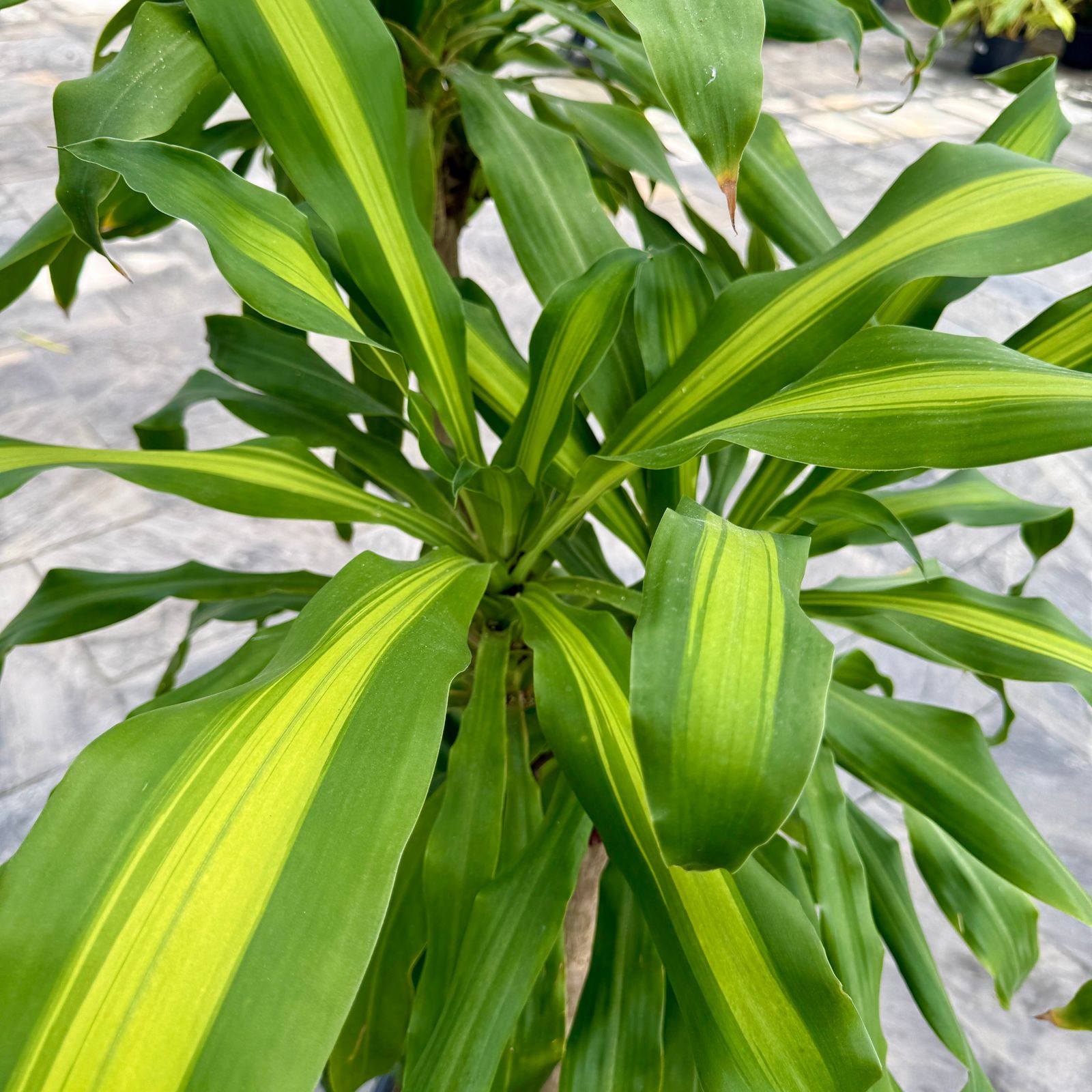 Corn Plant 'Ulysses' (Dracaena fragrans 'Ulysses') - 12" Pot (4'-3'-2' PPP)