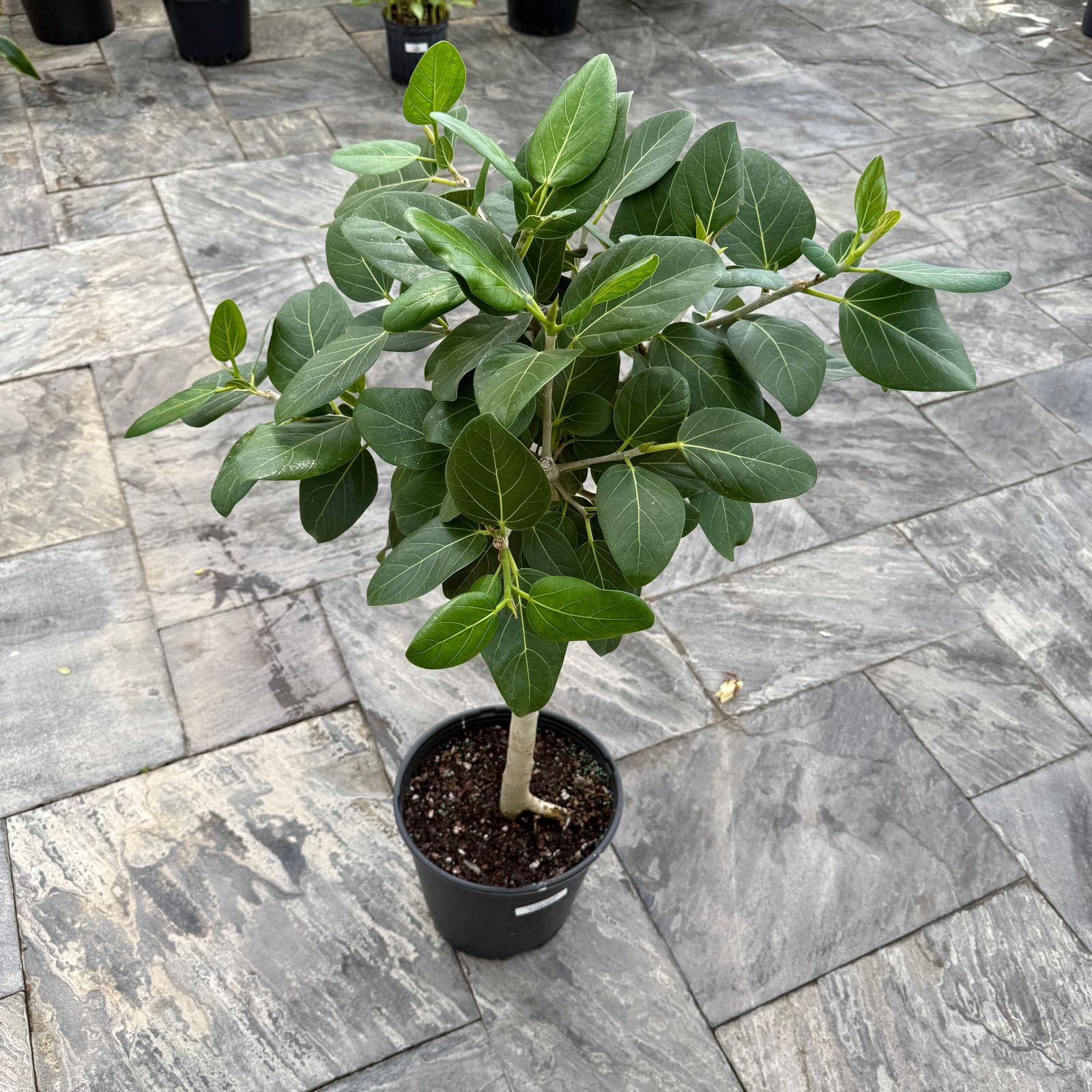 Ficus Audrey (Ficus benghalensis) - 14" Pot - Std
