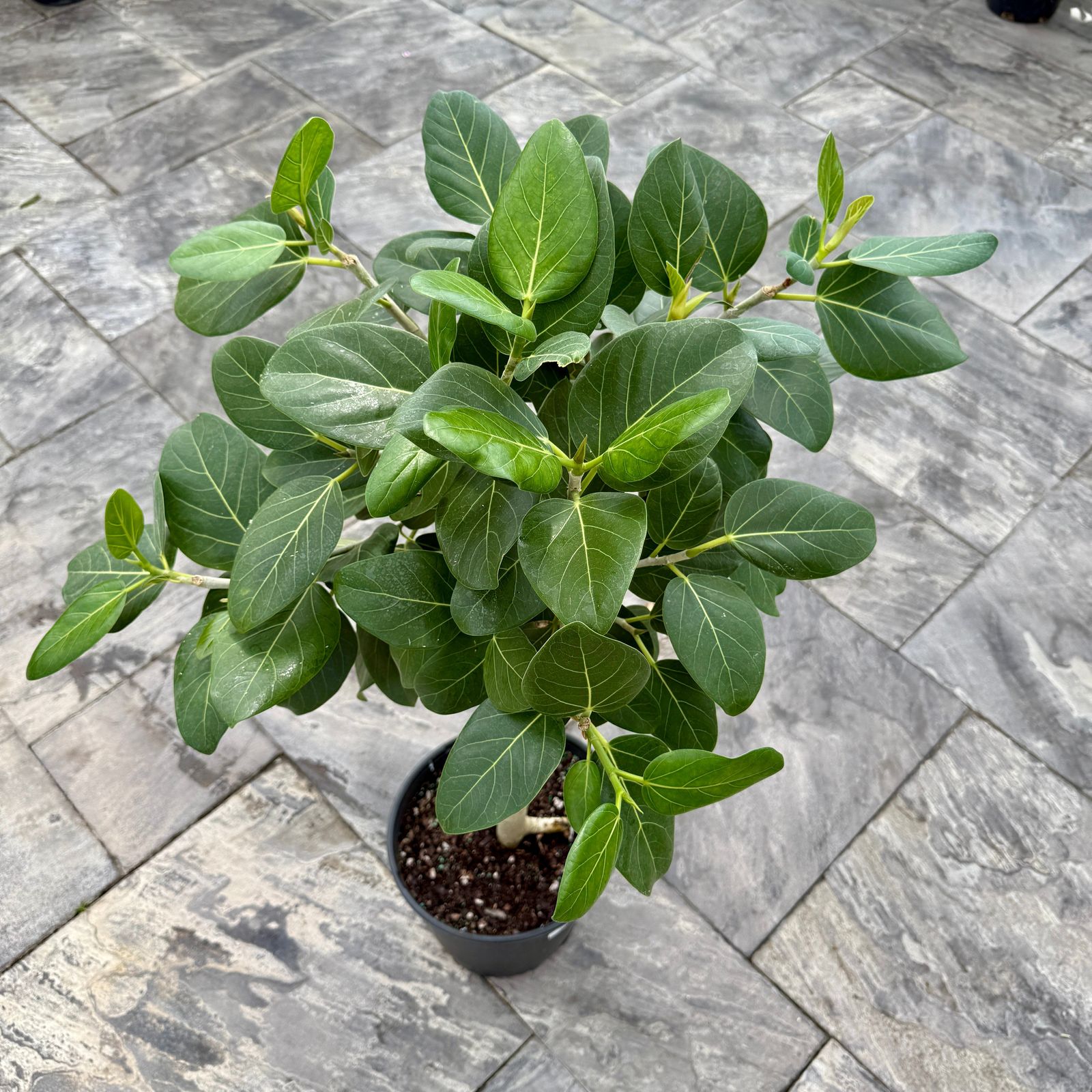 Ficus Audrey (Ficus benghalensis) - 14" Pot - Std