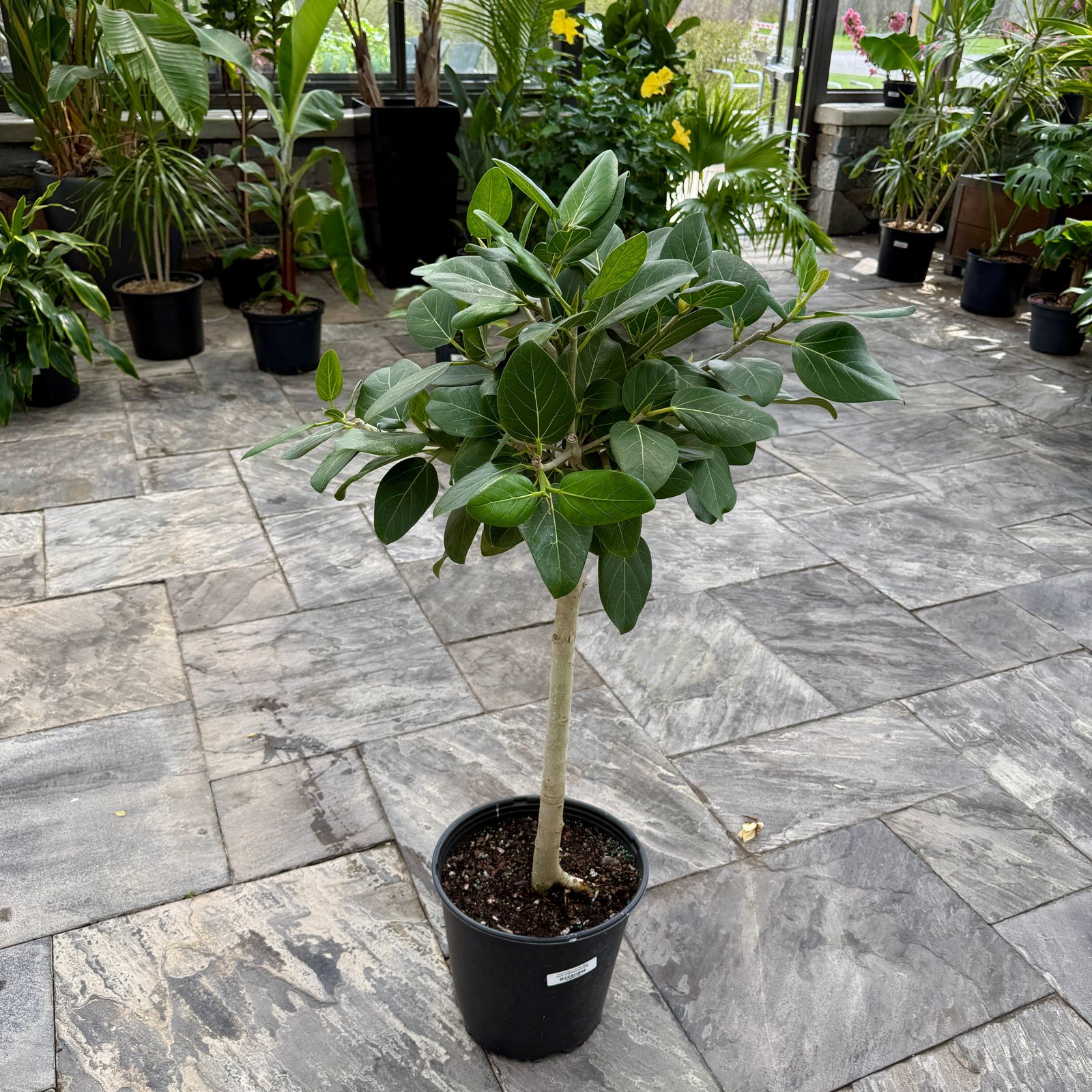 Ficus Audrey (Ficus benghalensis) - 14" Pot - Std