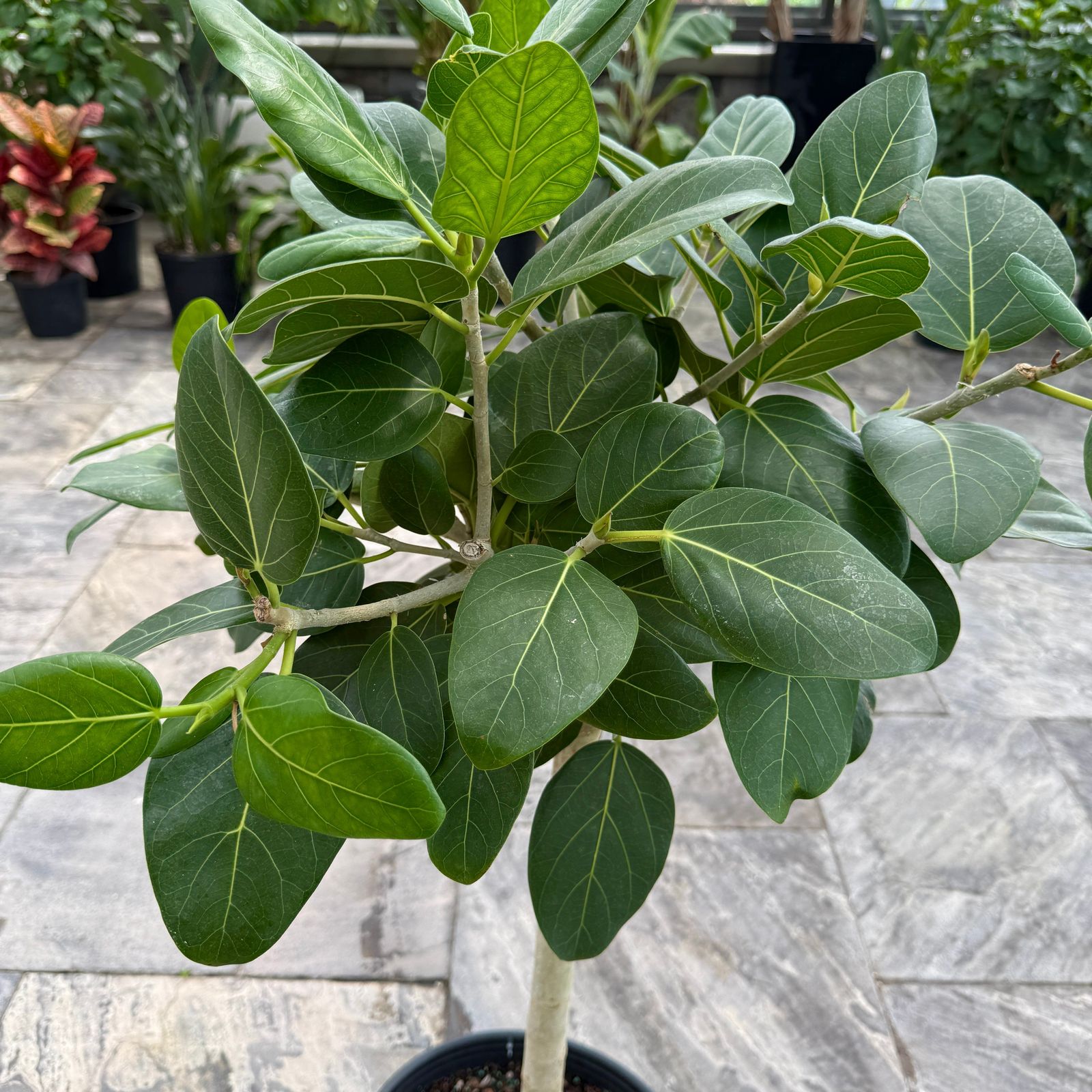 Ficus Audrey (Ficus benghalensis) - 14" Pot - Std