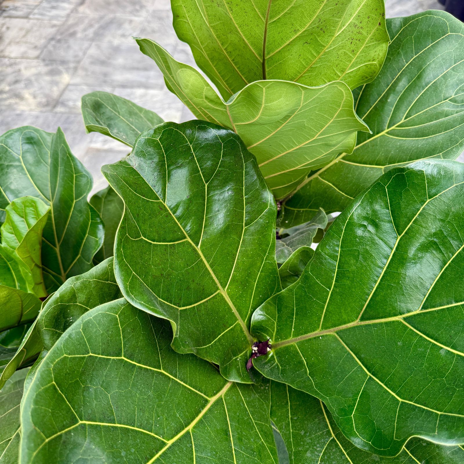 Fiddle Leaf Fig (Ficus lyrata) - 17" Pot - Bush