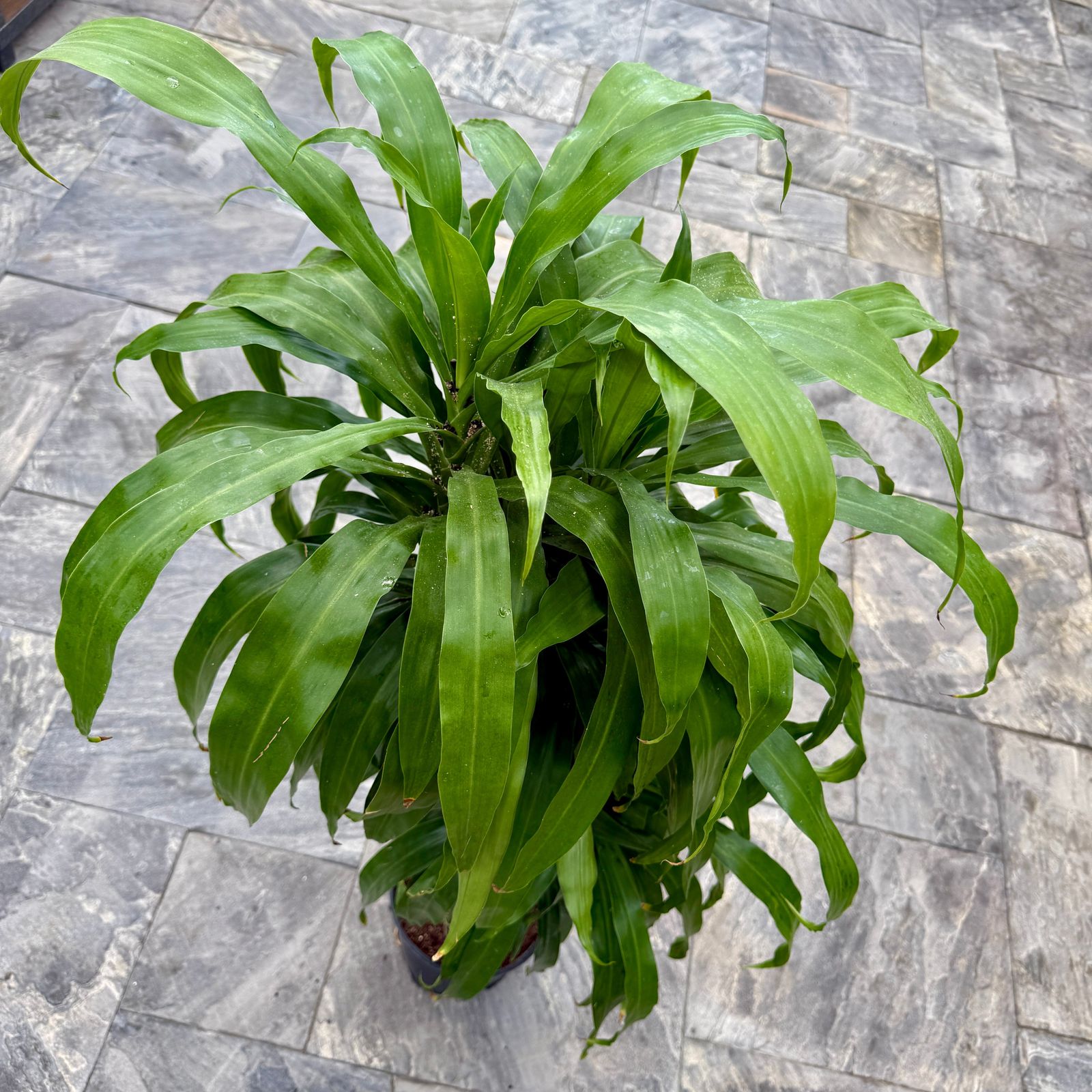 Corn Plant (Dracaena massangeana) - 10" Pot (4'-3'-2' PPP)