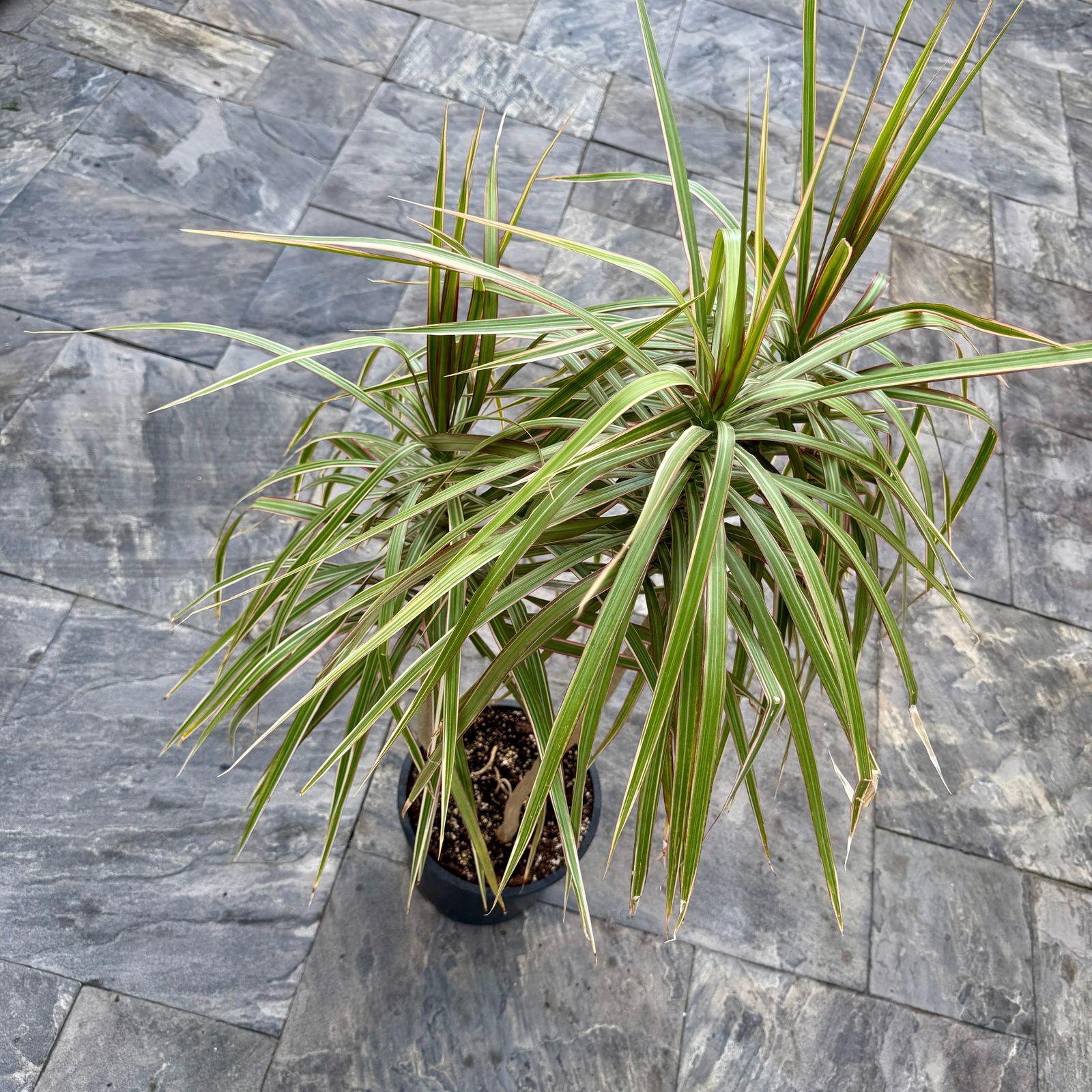 Dracaena 'Colorama' (Dracaena marginata 'Colorama') - 9.5" Pot - 4ppp