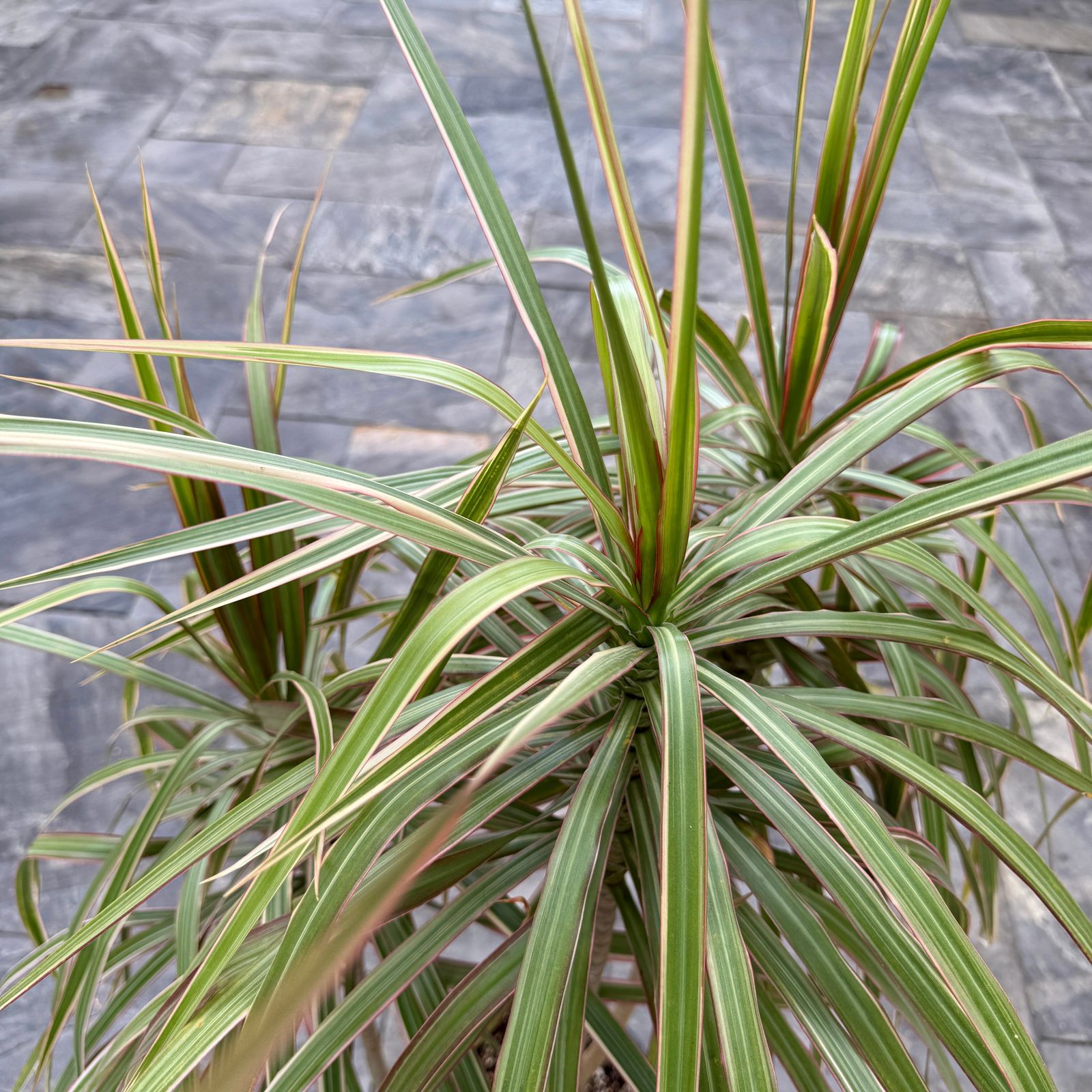Dracaena 'Colorama' (Dracaena marginata 'Colorama') - 9.5" Pot - 4ppp