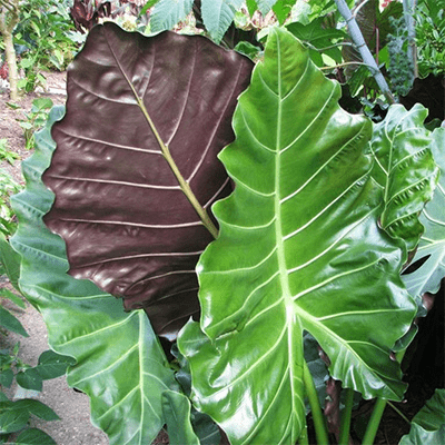 Alocasia 'Mayan Mask' (Alocasia x masquerade 'Mayan Mask') - 10" Pot