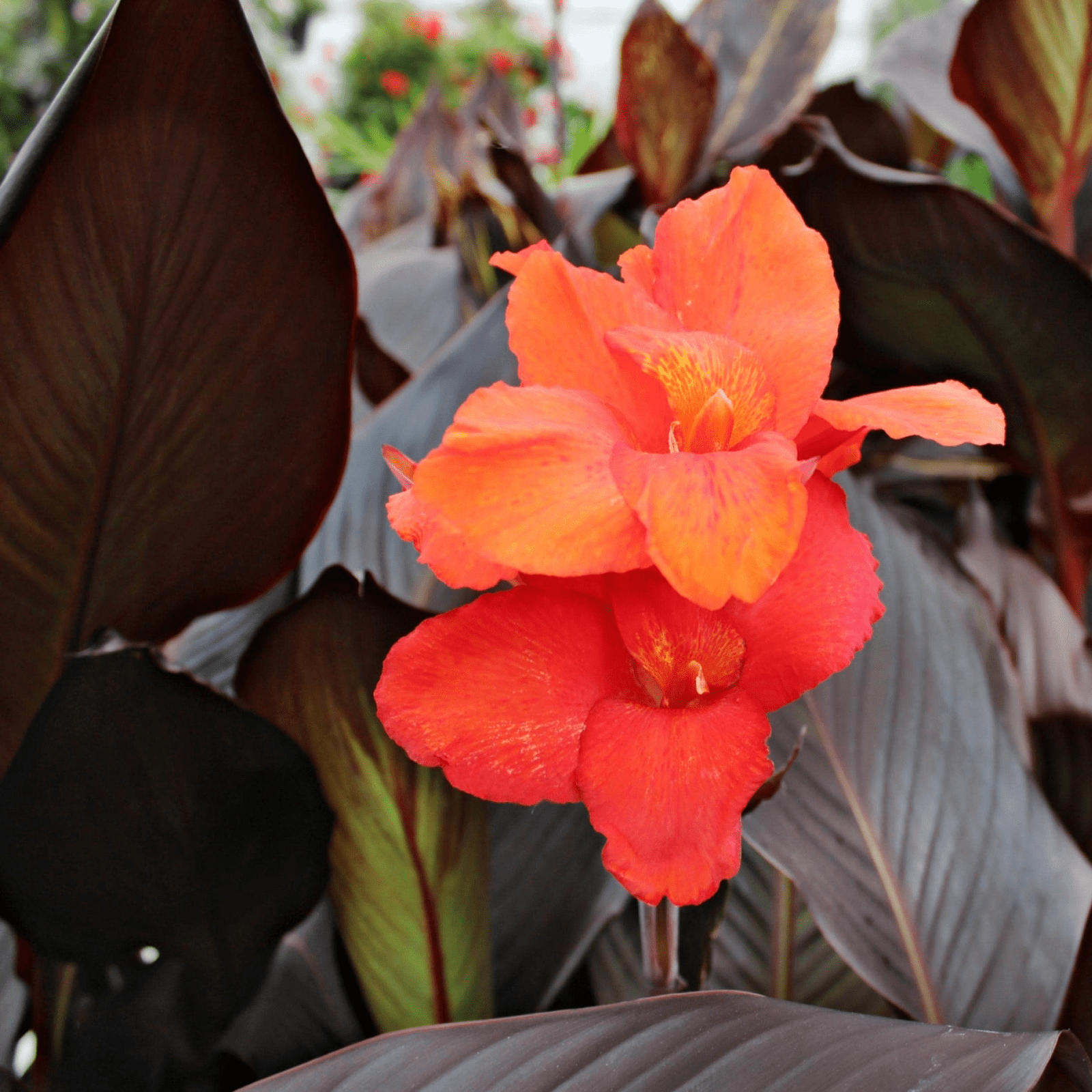 Canna 'Australia' (Canna sp. 'Australia') - 5.5" Pot