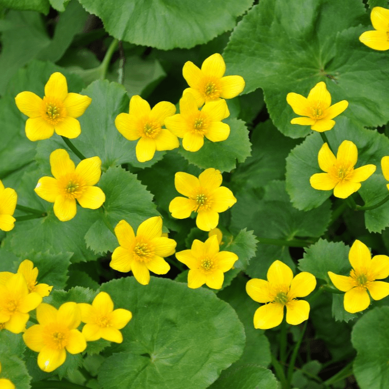 Marsh Marigold (Caltha palustris) - 5.5" Pot