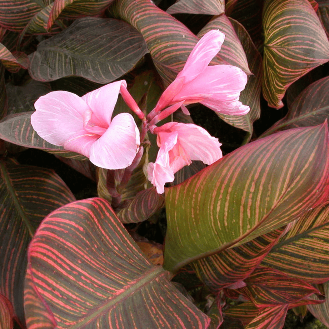 Canna 'Pink Sunburst' (Canna sp.'Pink Sunburst') - 5.5" Pot
