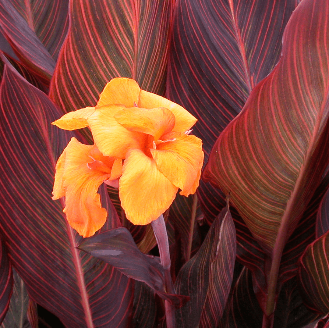 Canna 'African Sunset' (Canna sp. 'African Sunset') - 5.5" Pot