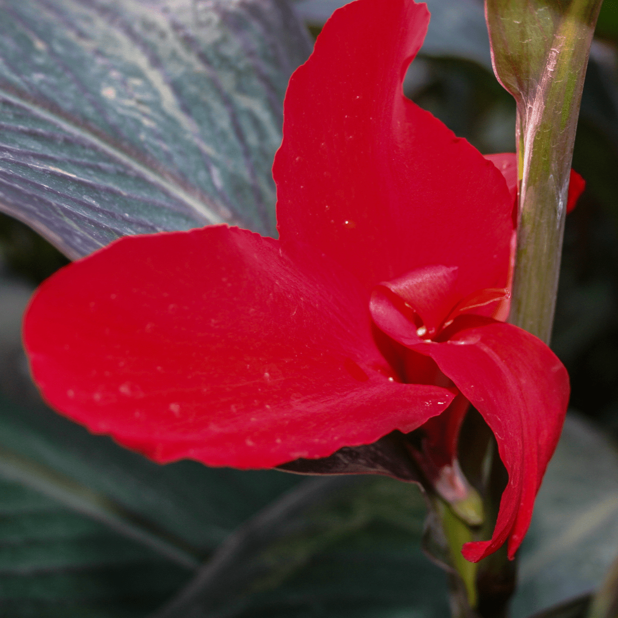Canna 'Black Knight' (Canna sp.'Black Knight') - 5.5" Pot