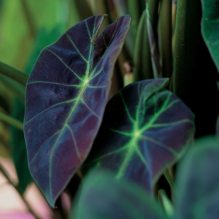 Imperial Taro (Colocasia esculenta var.antiquorum) - 5.5" Pot