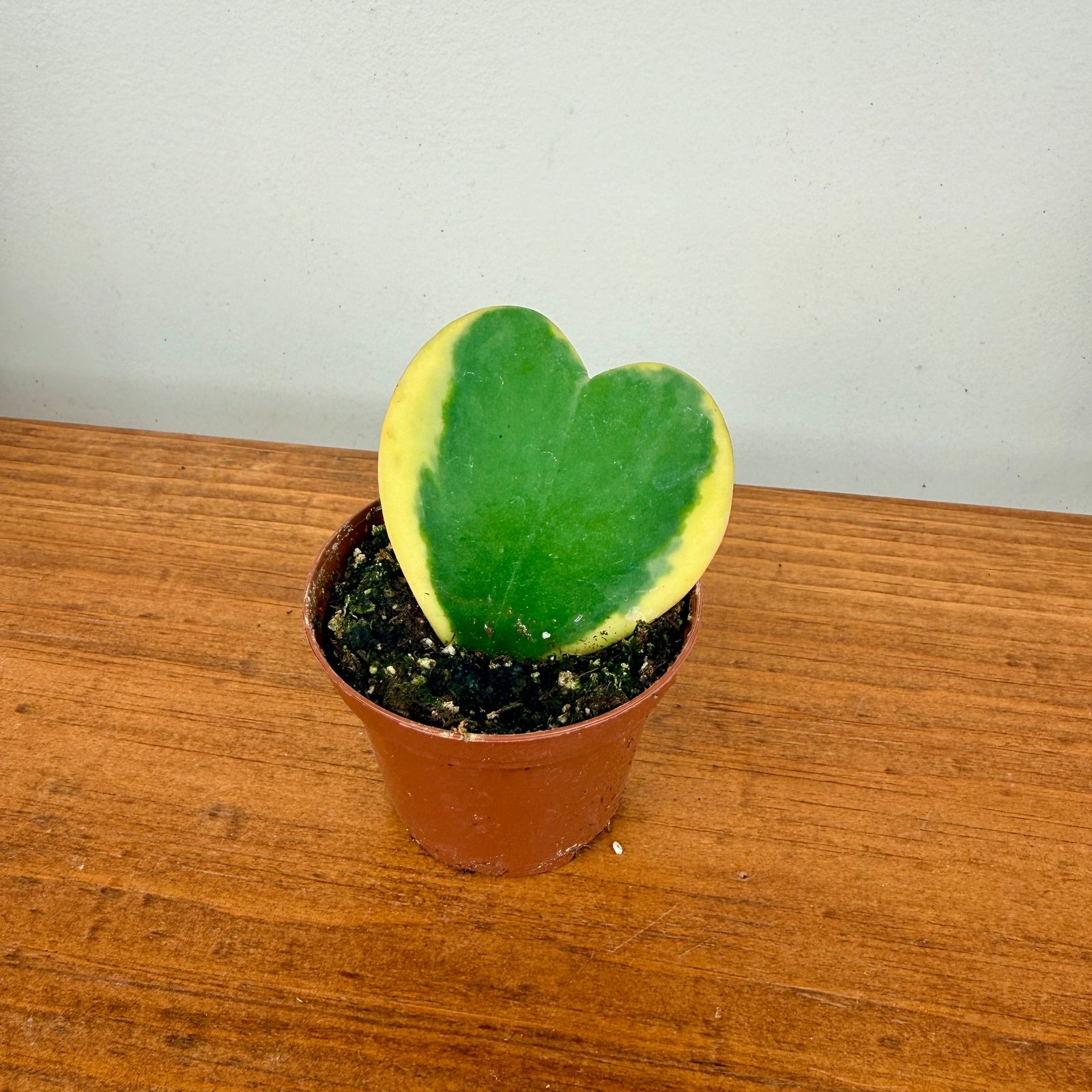 Heart Leaf Hoya (Hoya kerrii) - 2.5" Pot