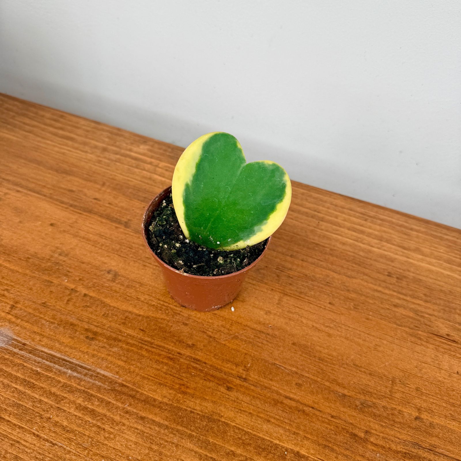 Heart Leaf Hoya (Hoya kerrii) - 2.5" Pot