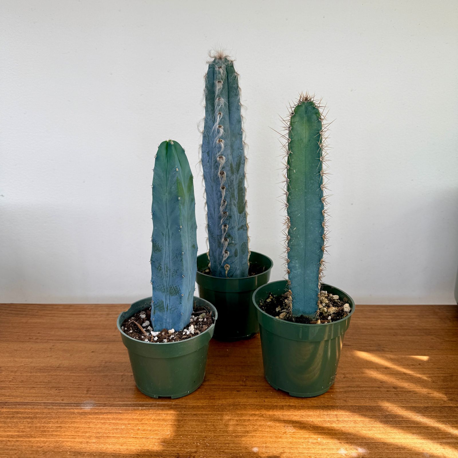 Cactus Assorted - 4" Pot