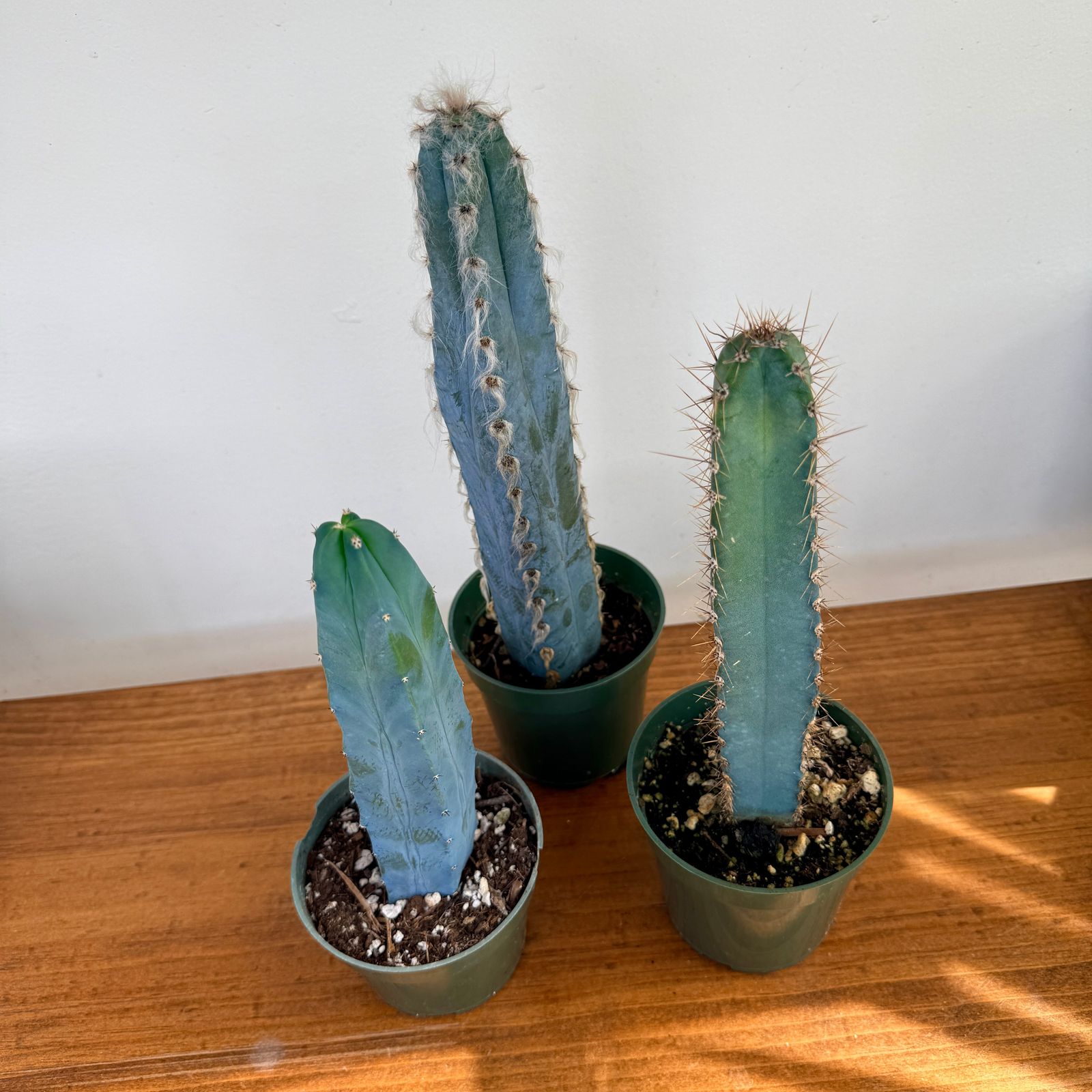 Cactus Assorted - 4" Pot