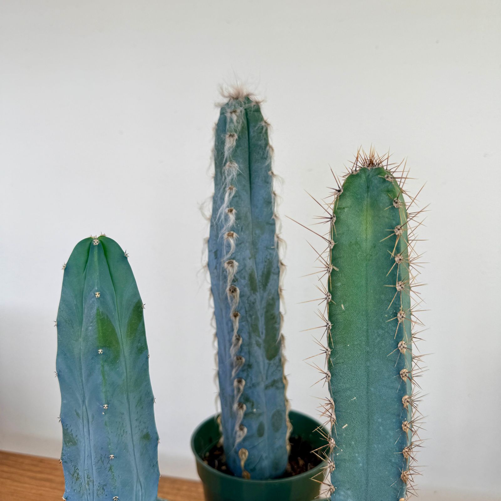 Cactus Assorted - 4" Pot