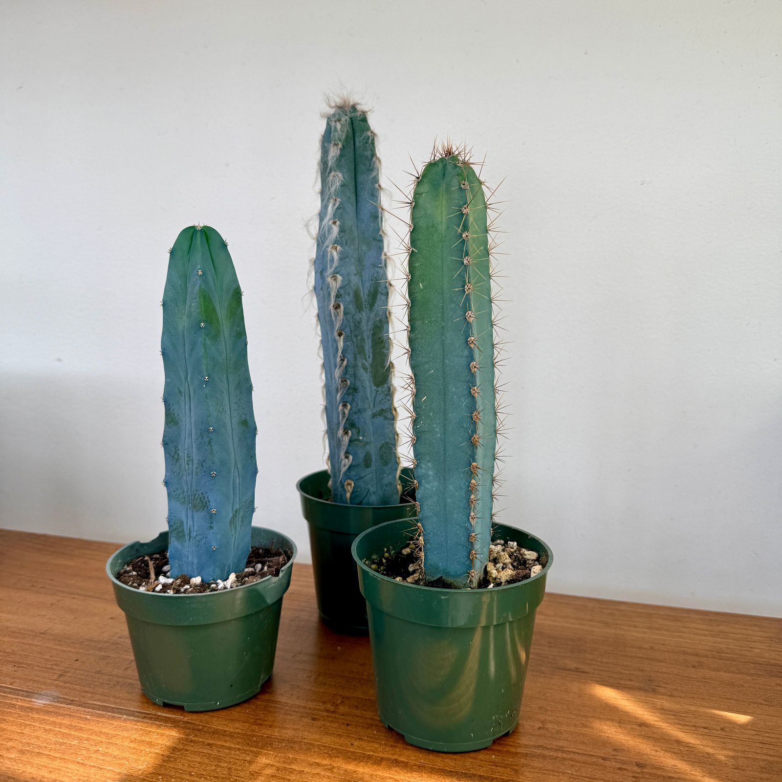 Cactus Assorted - 4" Pot
