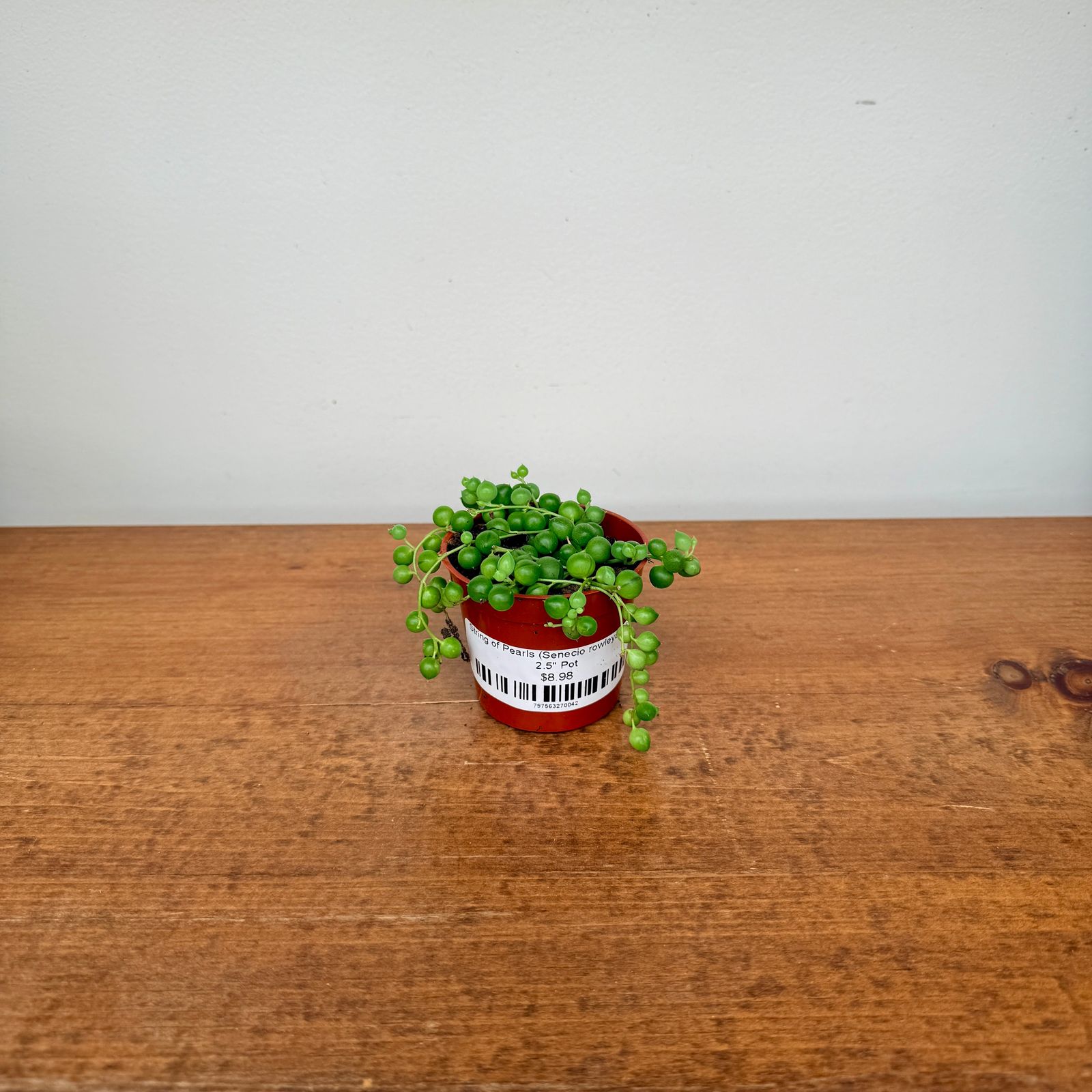 String of Pearls (Senecio rowleyanus) - 2.5" Pot