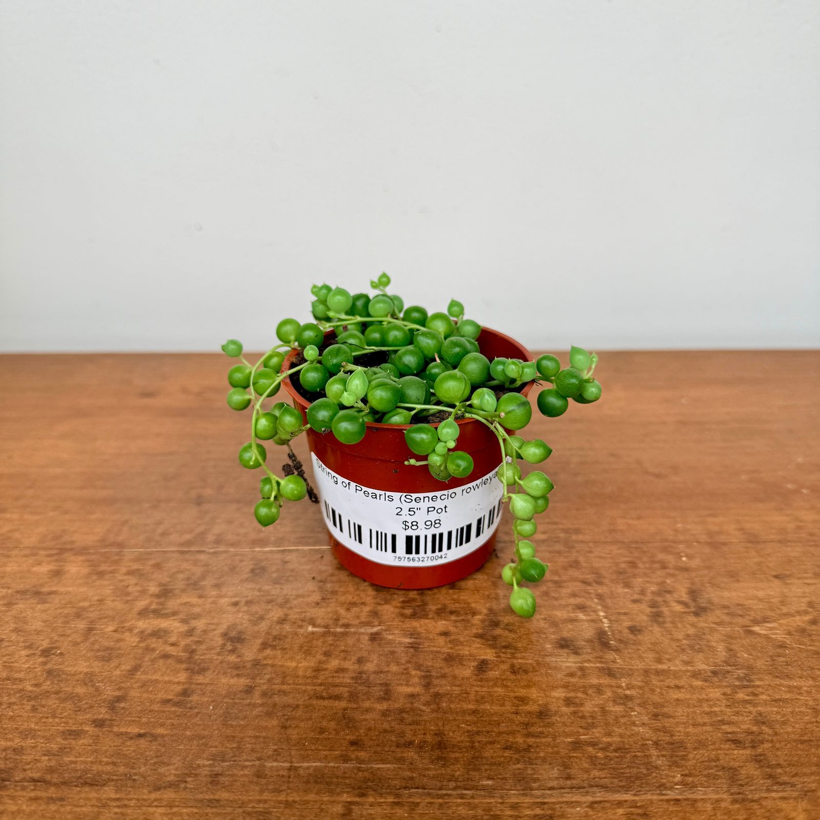 String of Pearls (Senecio rowleyanus) - 2.5" Pot