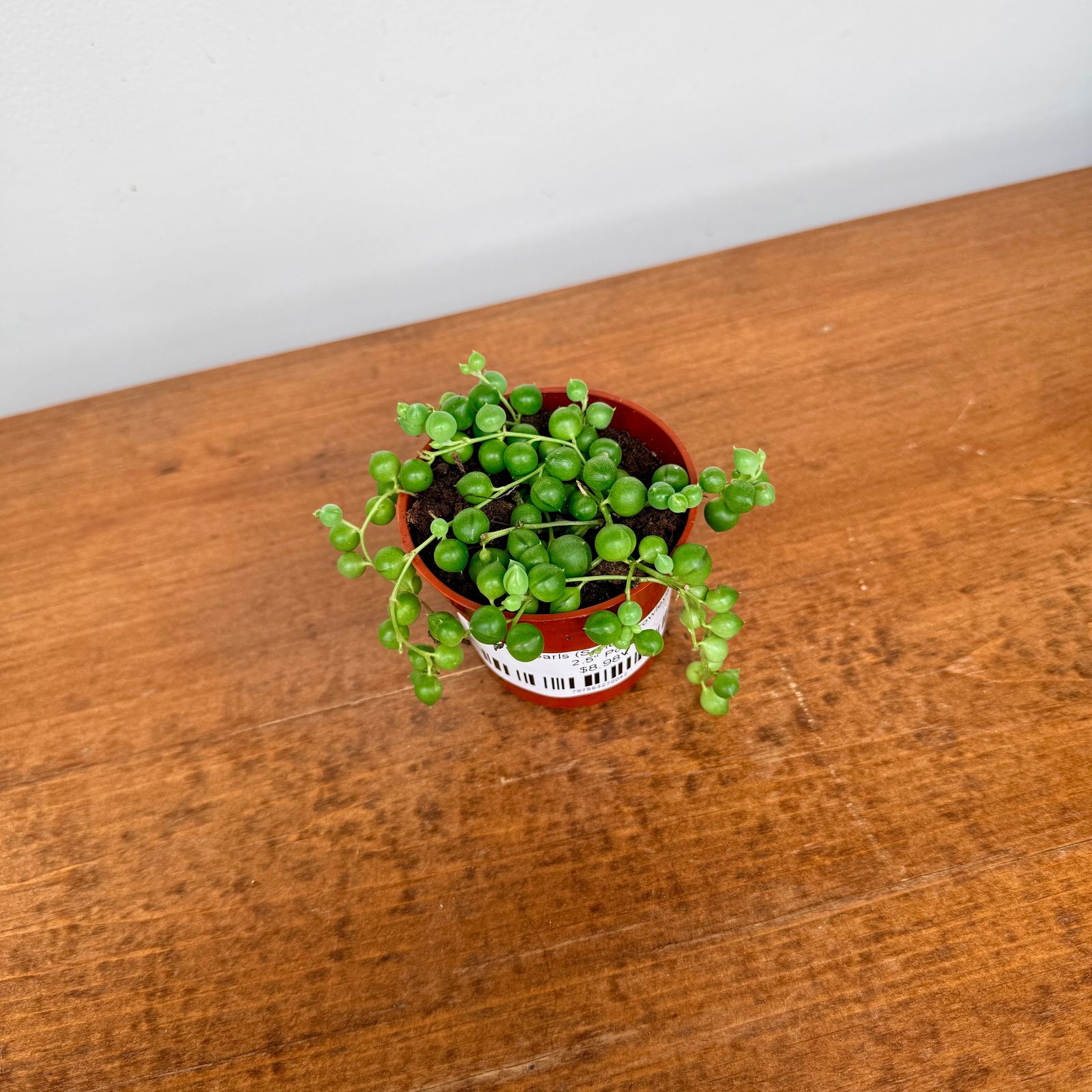 String of Pearls (Senecio rowleyanus) - 2.5" Pot