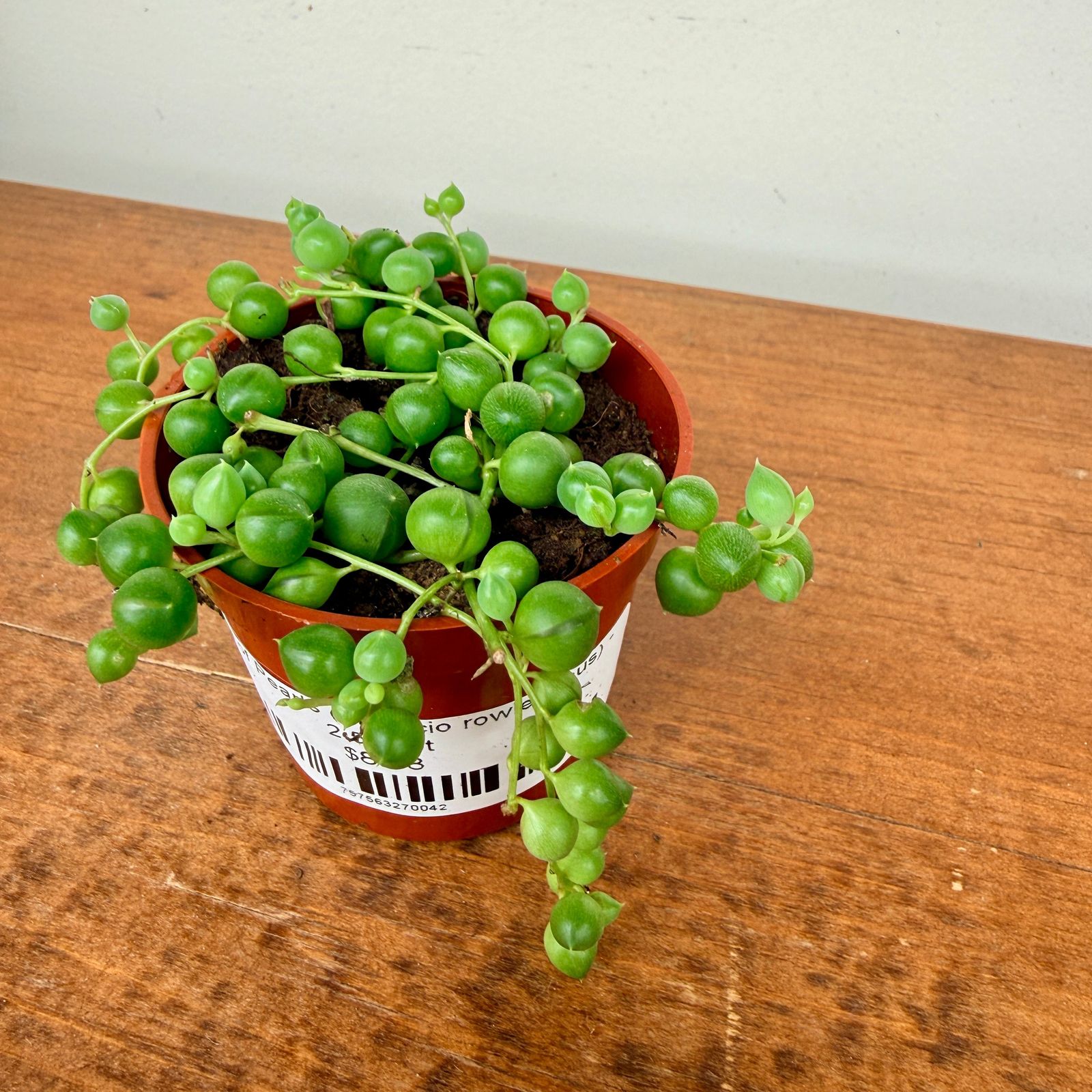 String of Pearls (Senecio rowleyanus) - 2.5" Pot