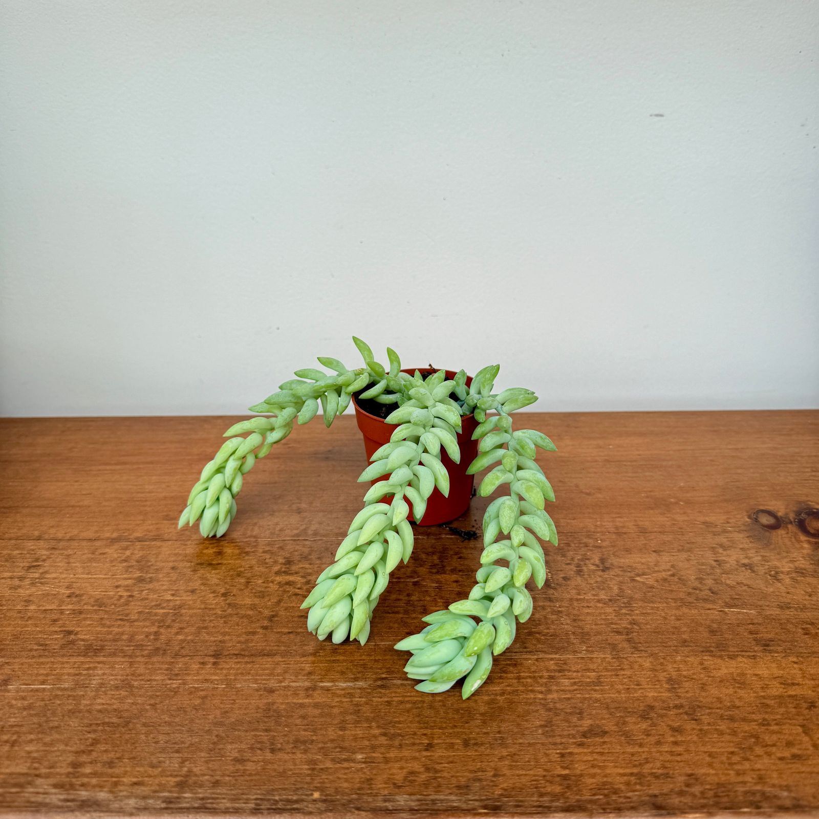 Burro's Tail (Sedum morganianum) - 2.5" Pot