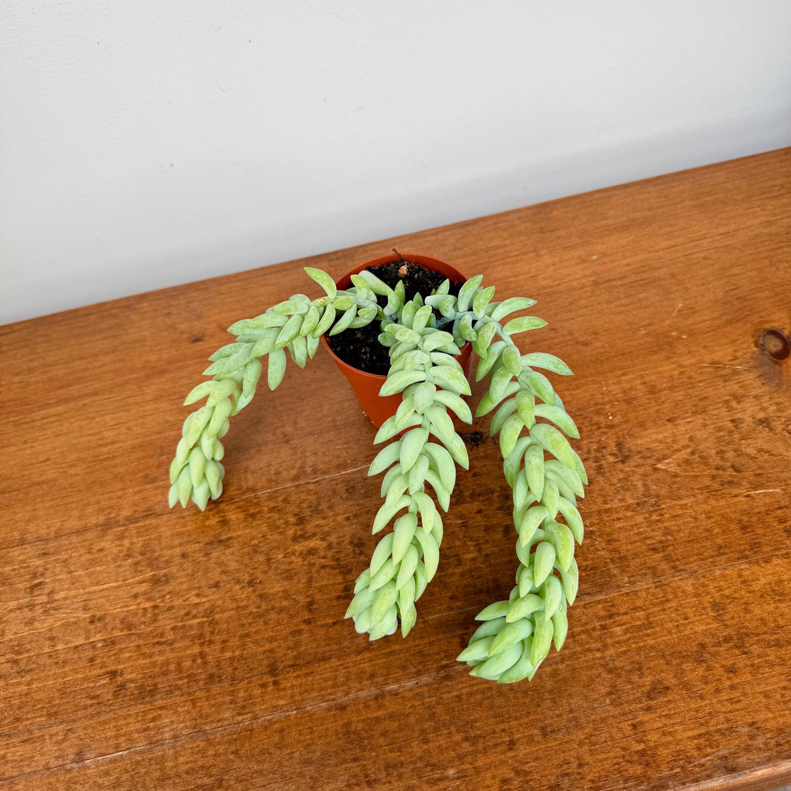 Burro's Tail (Sedum morganianum) - 2.5" Pot