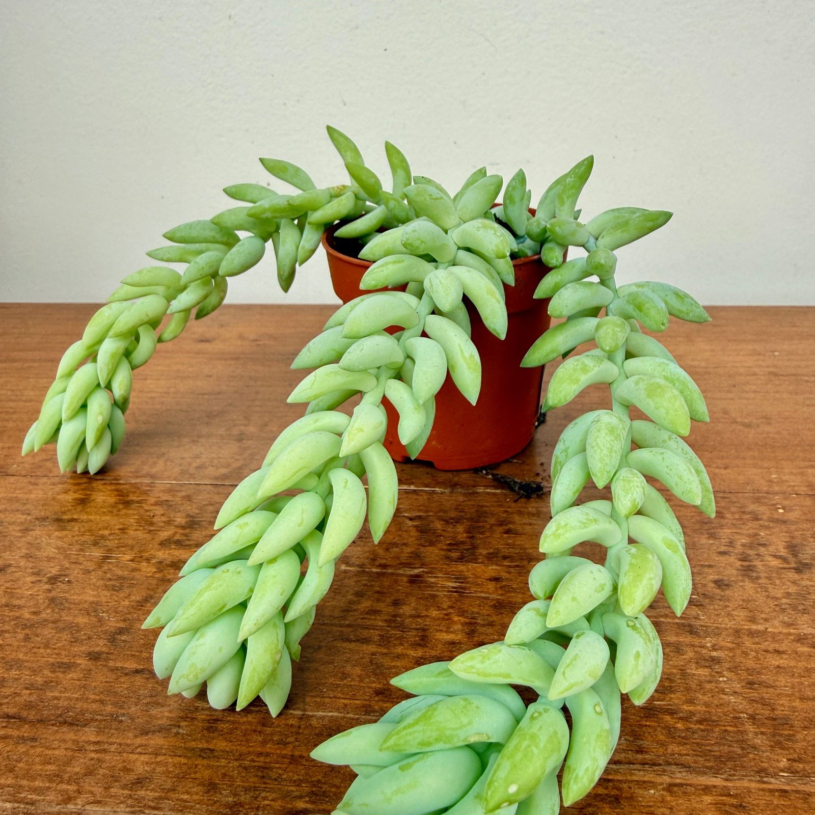 Burro's Tail (Sedum morganianum) - 2.5" Pot